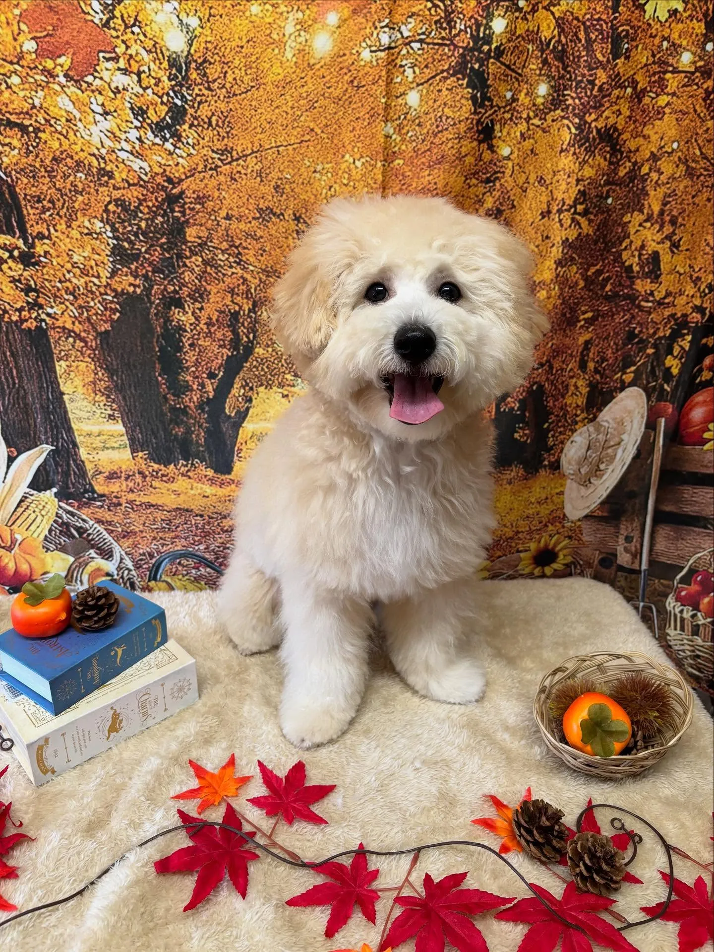🍃今日のトリミング🍃MIX犬🐶|名東区・千種区・守山区の動物...