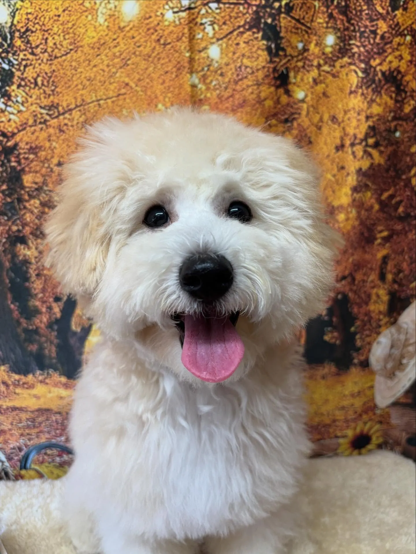 🍃今日のトリミング🍃MIX犬🐶|名東区・千種区・守山区の動物...