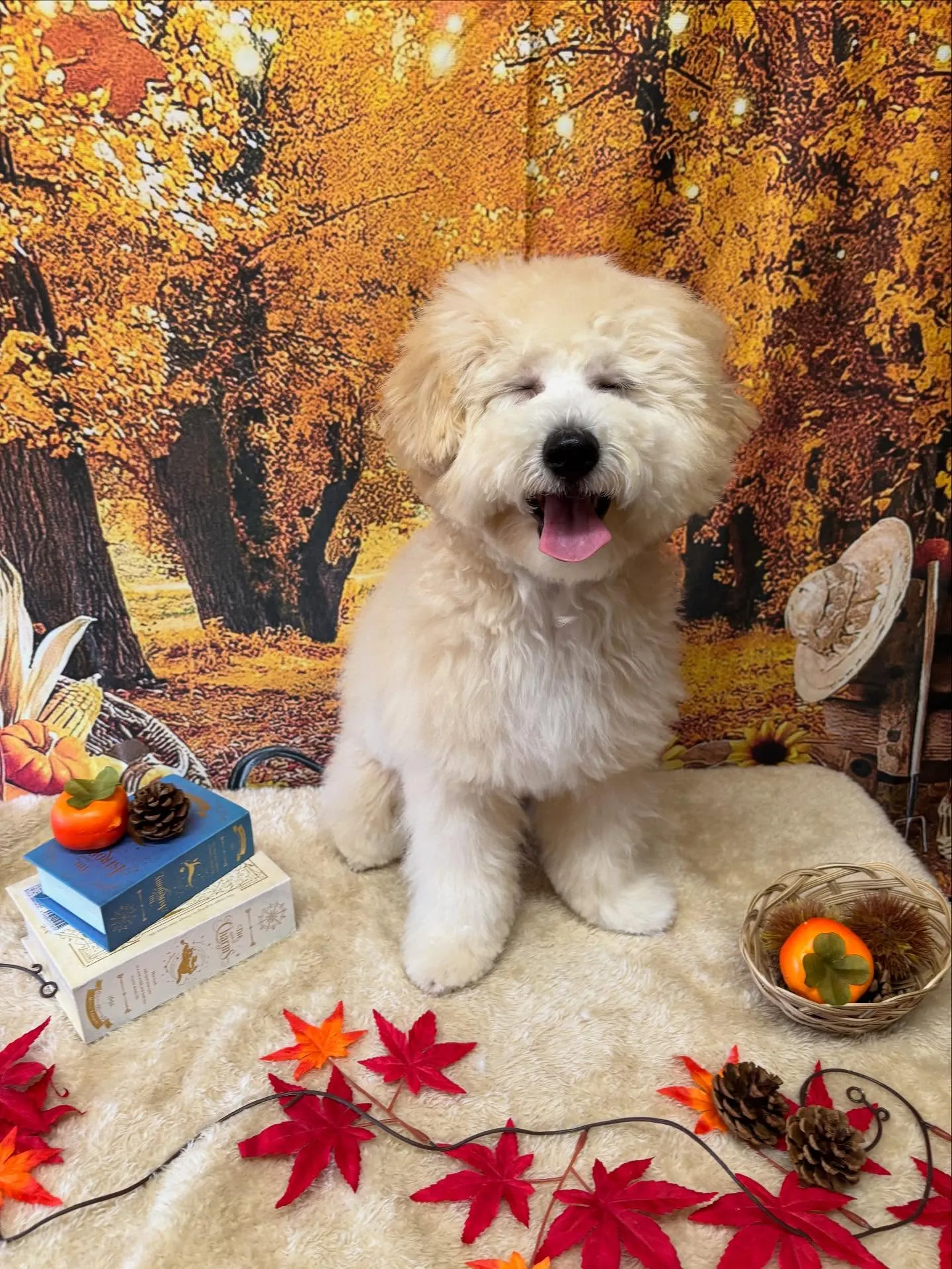 🍃今日のトリミング🍃MIX犬🐶|名東区・千種区・守山区の動物...