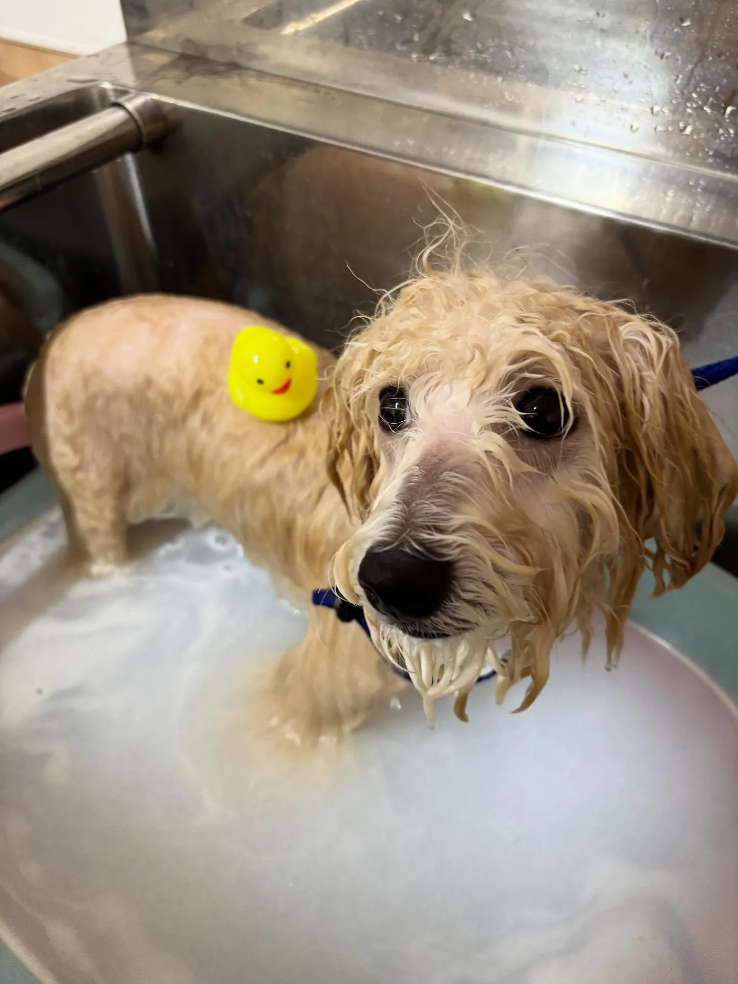 🍃今日のトリミング🍃MIX犬🐶|名東区・千種区・守山区の動物...