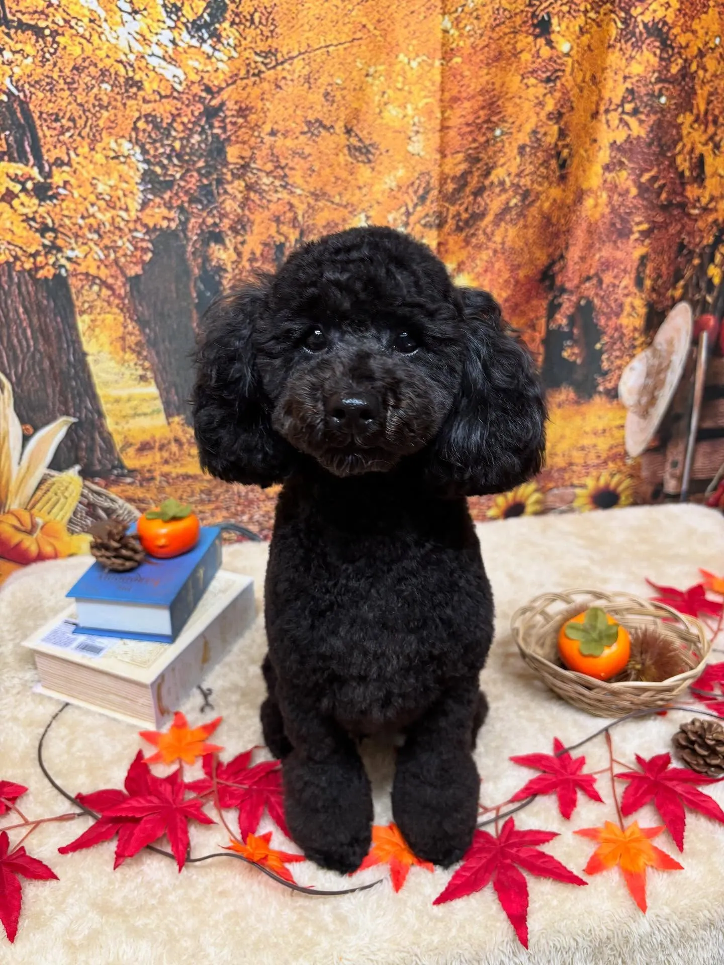 🍃今日のトリミング🍃トイプードル🐶｜名東区・千種区・守山区の...