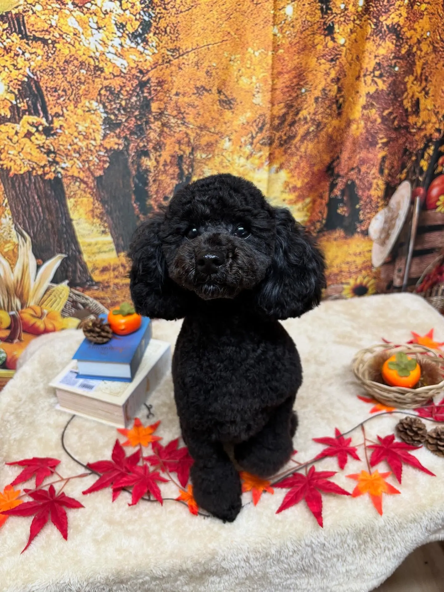 🍃今日のトリミング🍃トイプードル🐶｜名東区・千種区・守山区の...