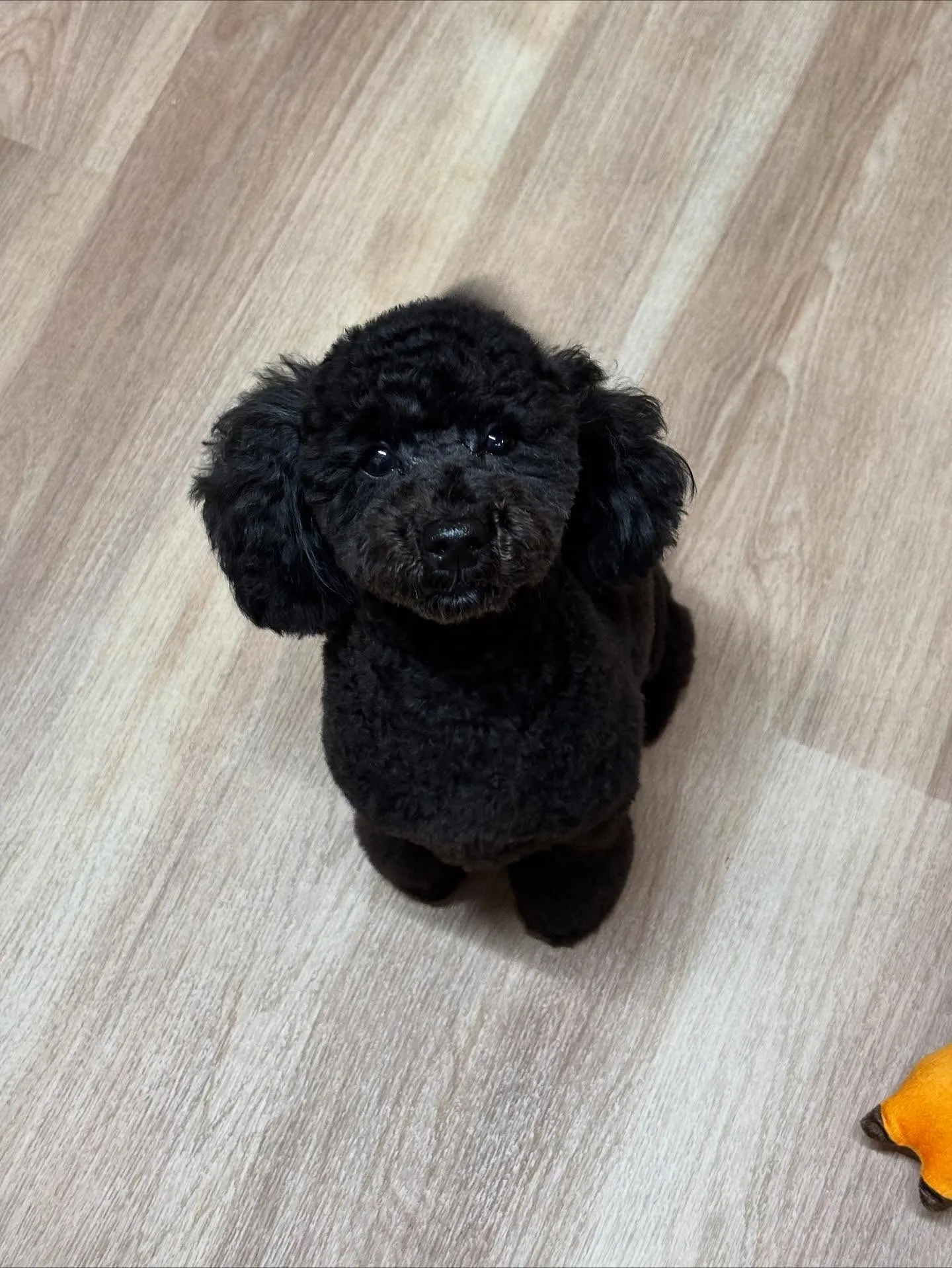 🍃今日のトリミング🍃トイプードル🐶｜名東区・千種区・守山区の...