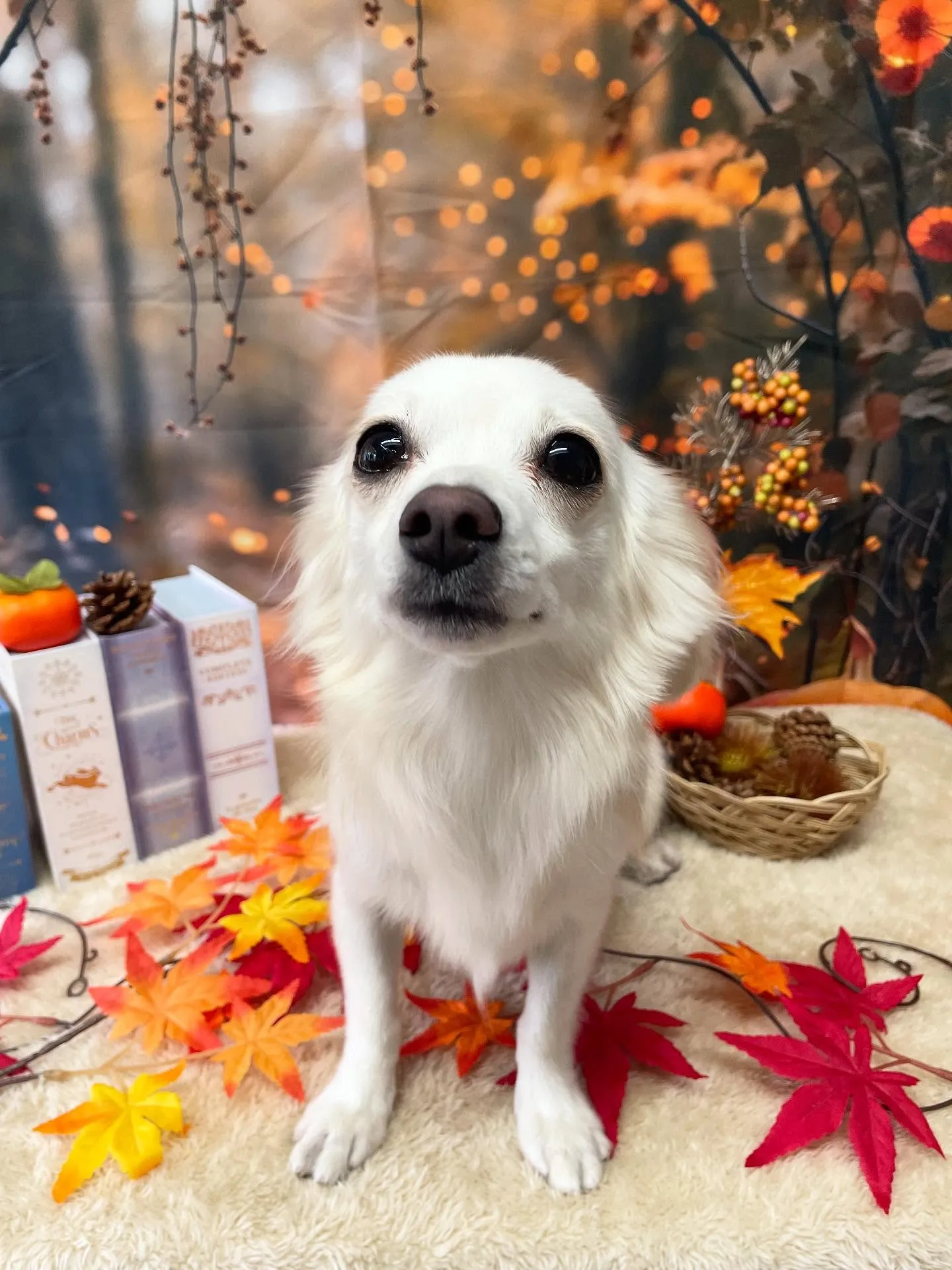 🍃今日のトリミング🍃ミックス犬🐶｜名東区・千種区・守山区の動...