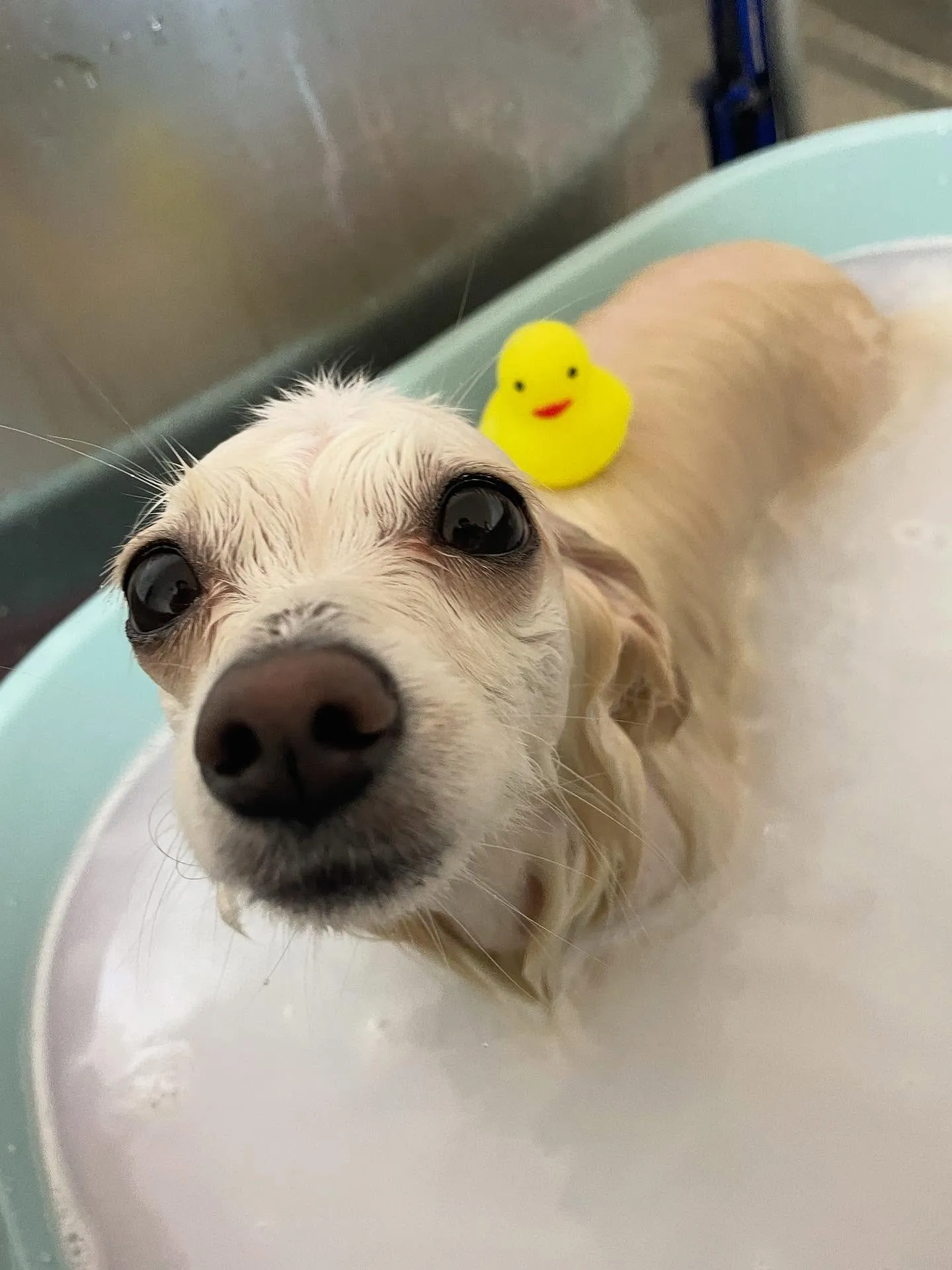 🍃今日のトリミング🍃ミックス犬🐶｜名東区・千種区・守山区の動...