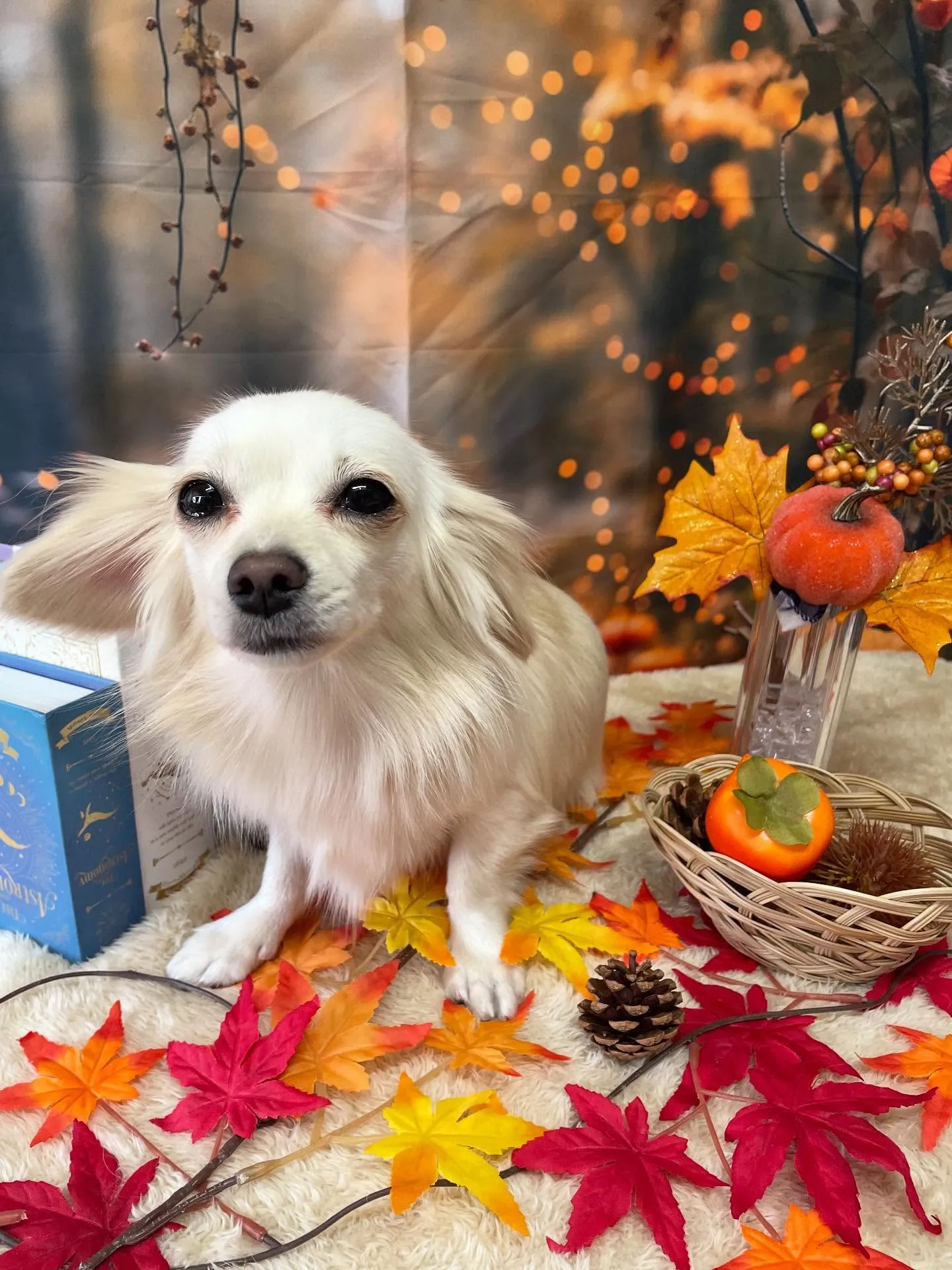 🍃今日のトリミング🍃ミックス犬🐶｜名東区・千種区・守山区の動...