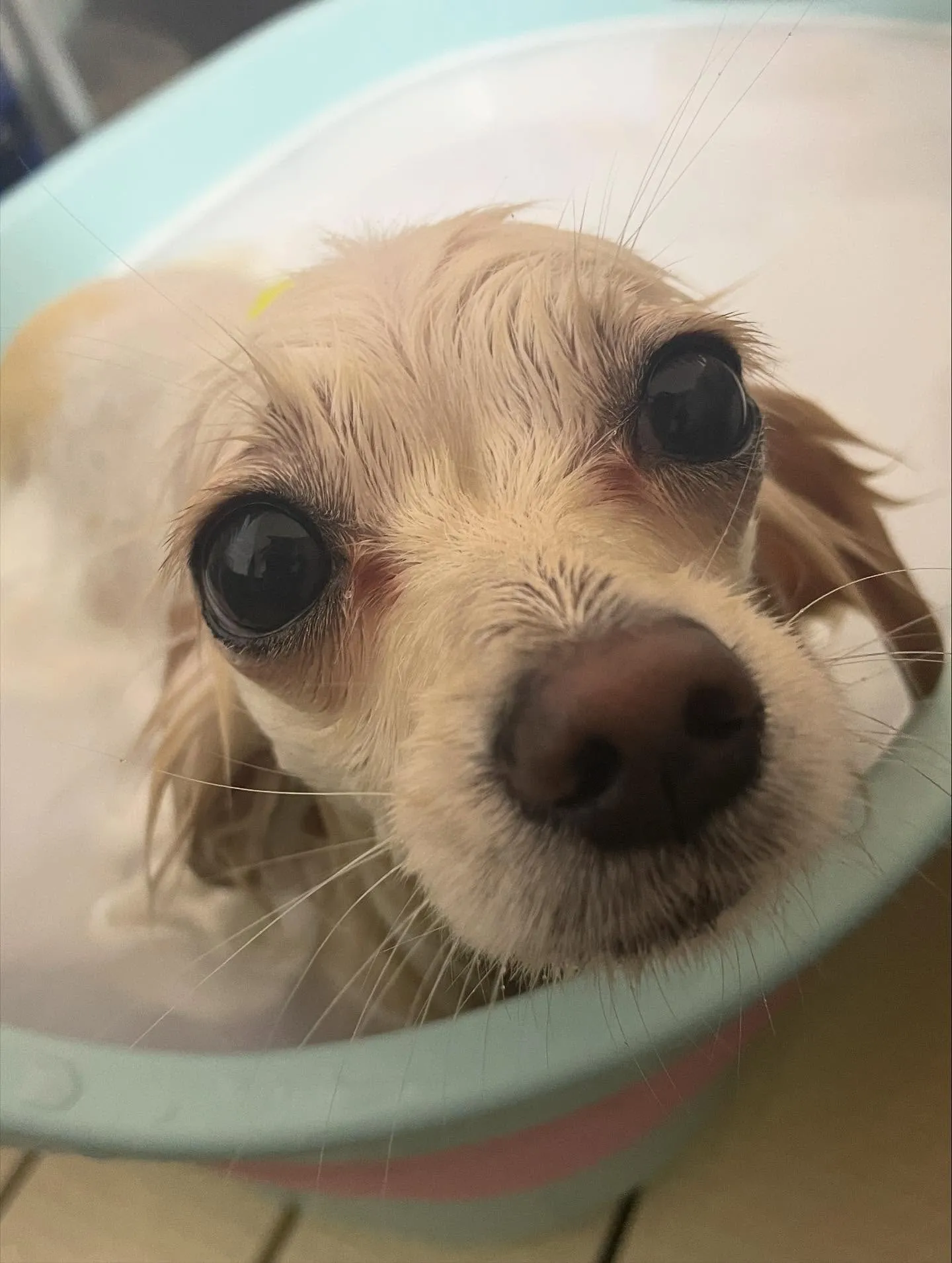 🍃今日のトリミング🍃ミックス犬🐶｜名東区・千種区・守山区の動...