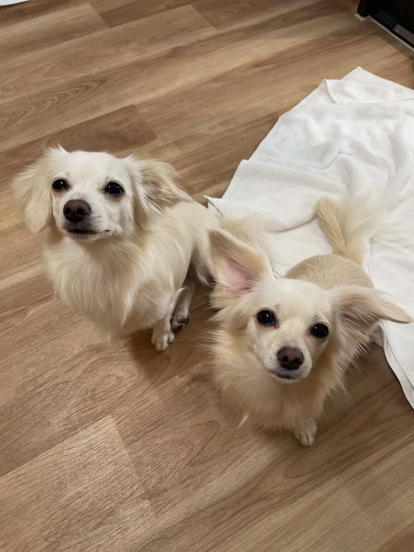 🍃今日のトリミング🍃ミックス犬🐶｜名東区・千種区・守山区の動...