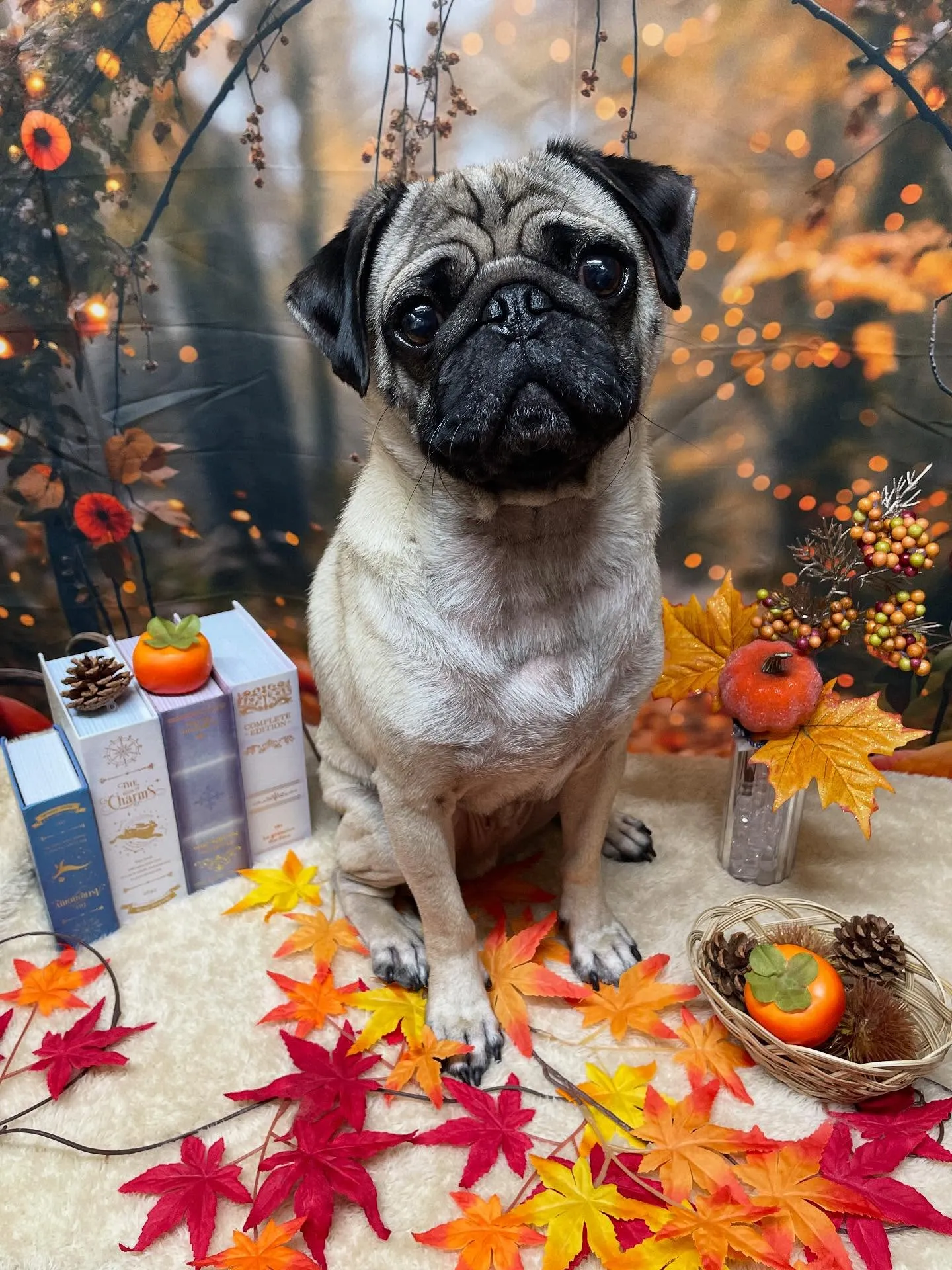 🍃今日のトリミング🍃パグ🐶|名東区・千種区・守山区の動物病院...