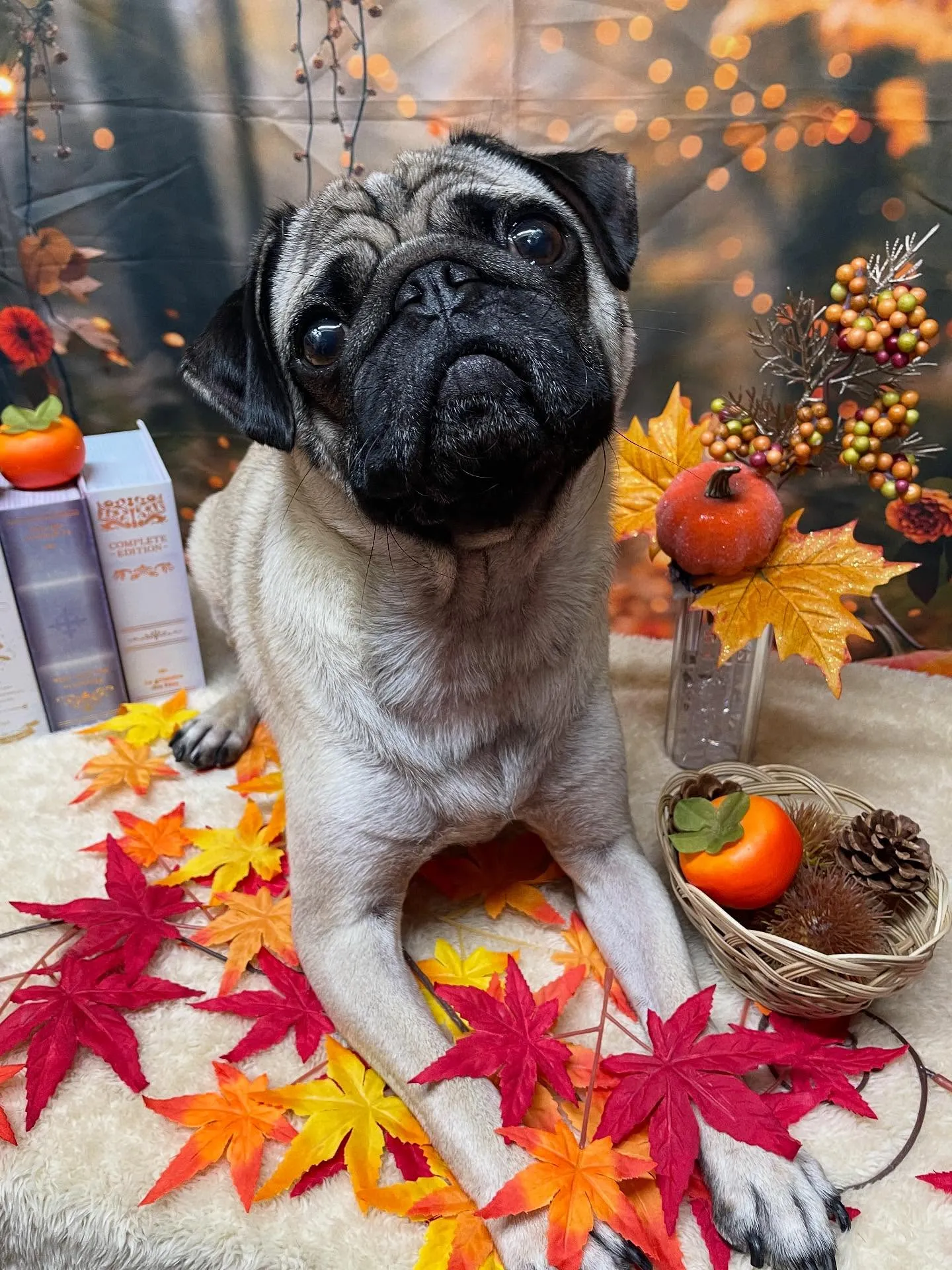 🍃今日のトリミング🍃パグ🐶|名東区・千種区・守山区の動物病院...