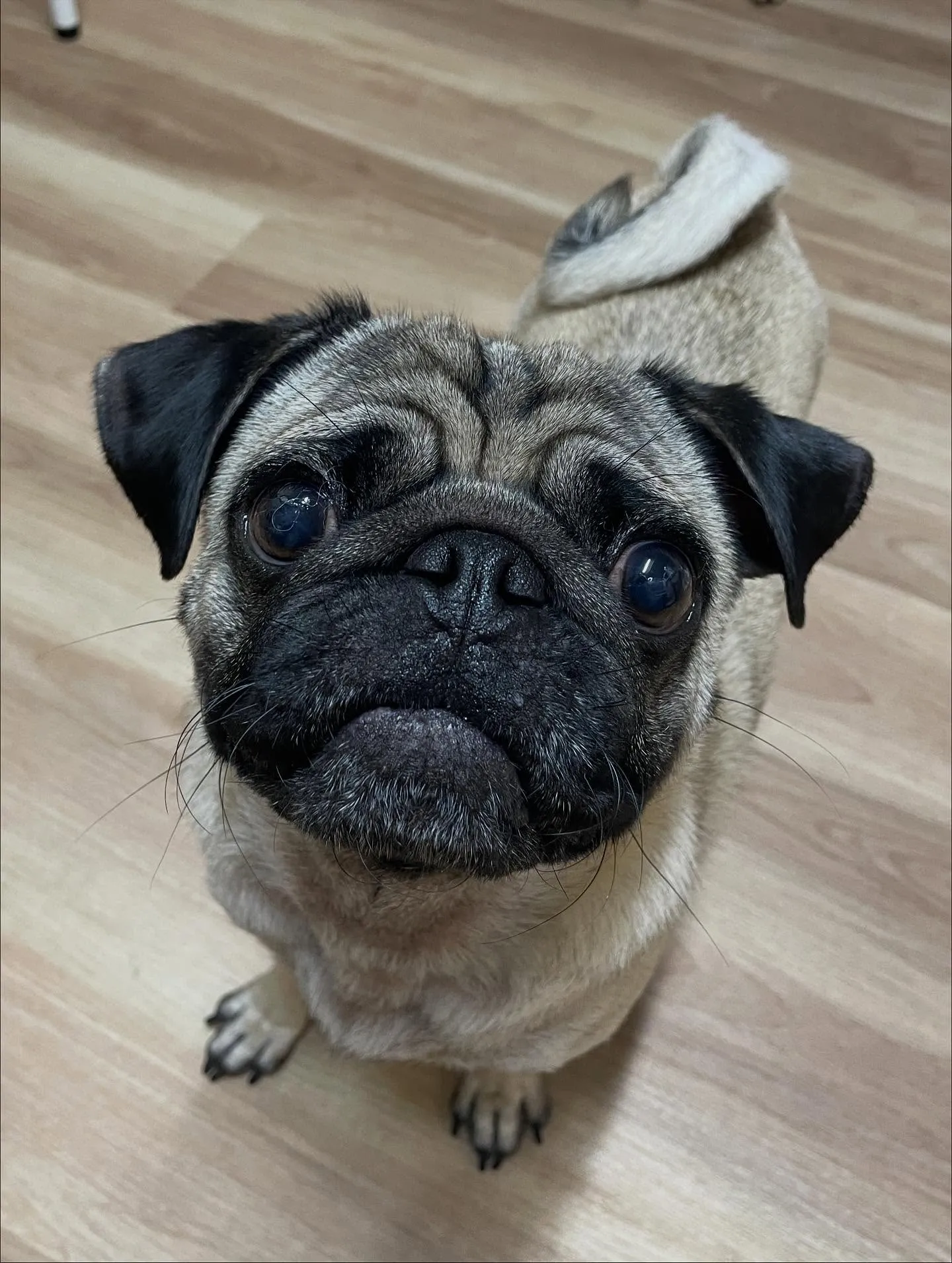 🍃今日のトリミング🍃パグ🐶|名東区・千種区・守山区の動物病院...