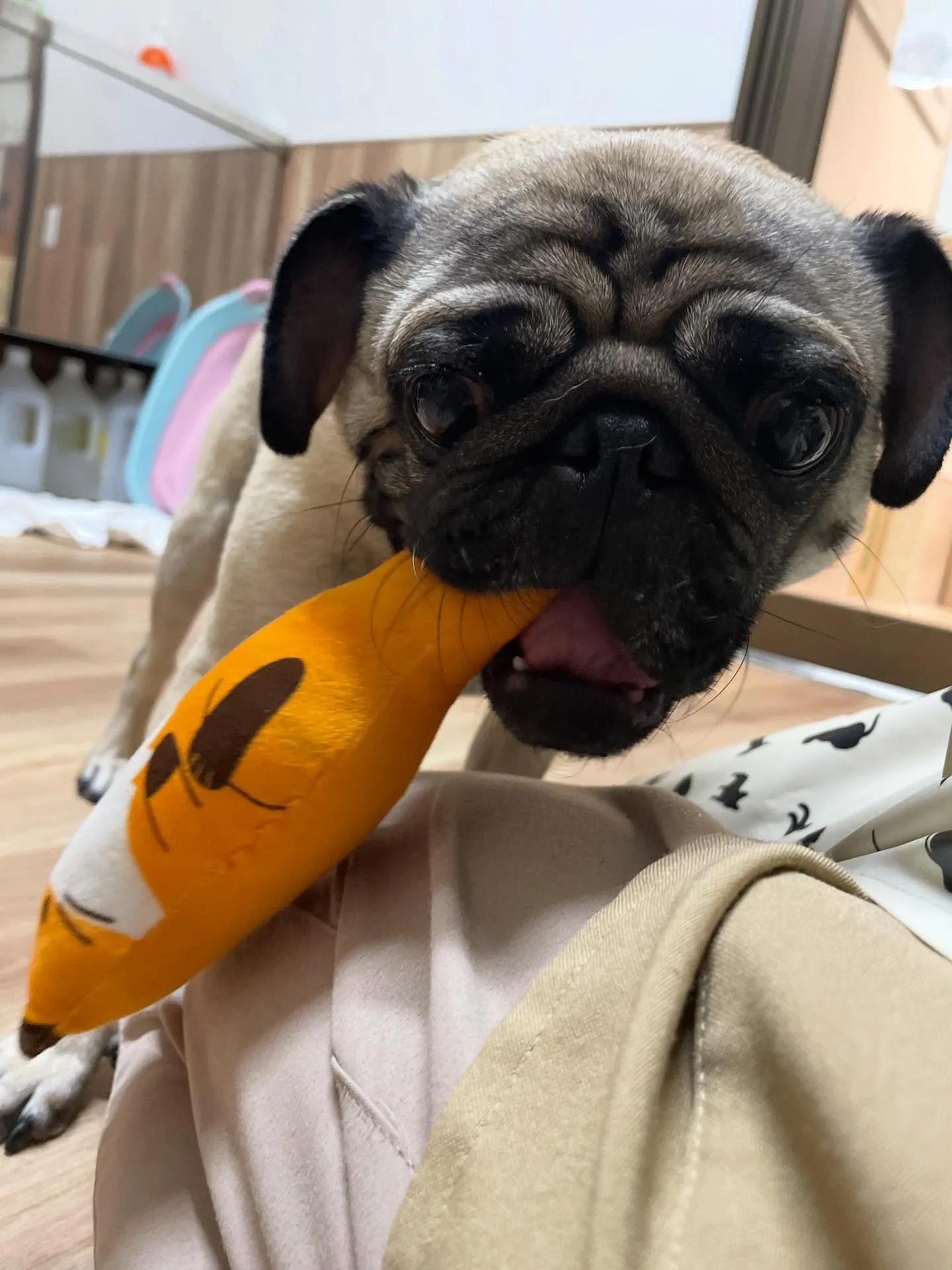 🍃今日のトリミング🍃パグ🐶|名東区・千種区・守山区の動物病院...