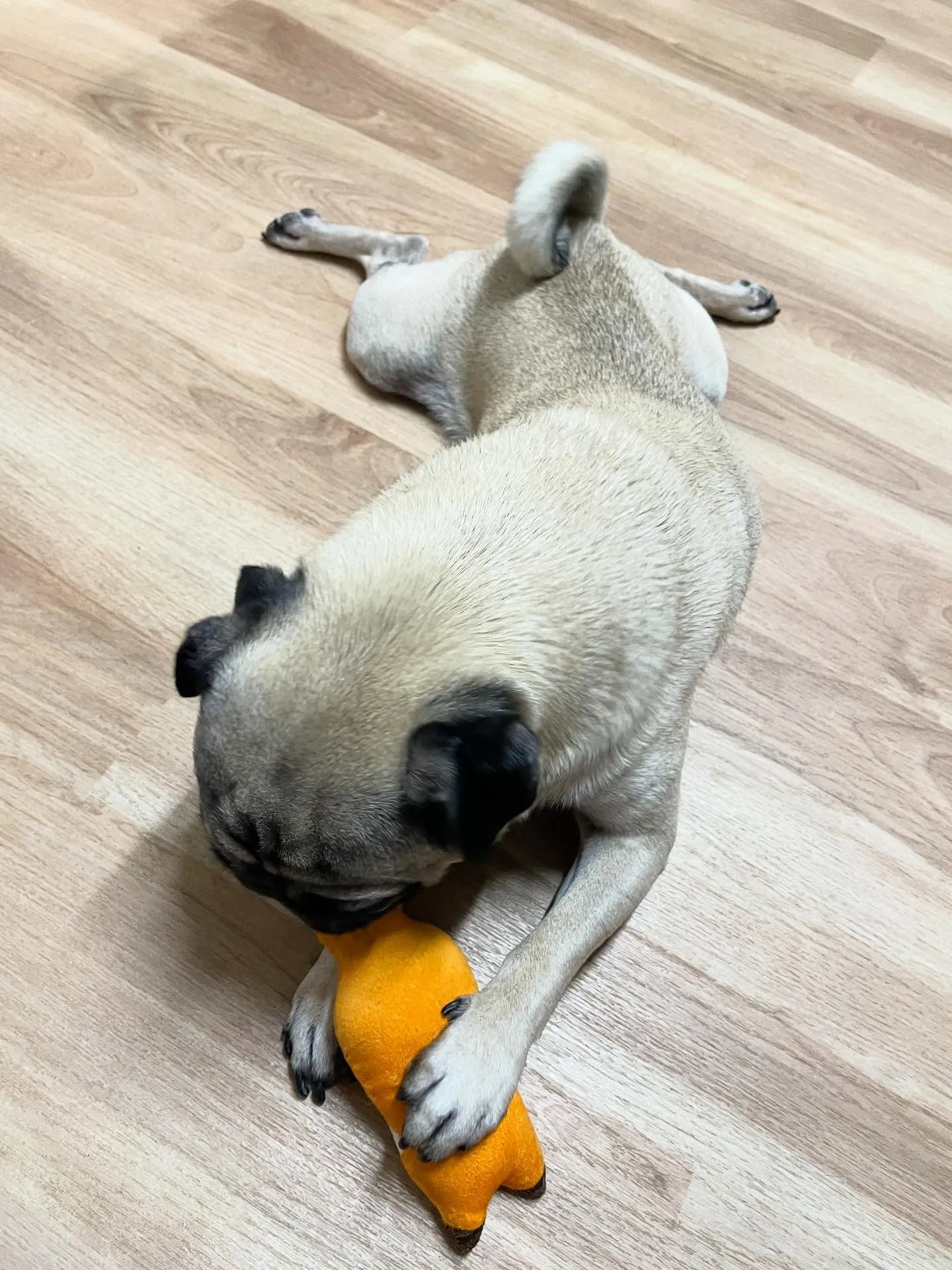 🍃今日のトリミング🍃パグ🐶|名東区・千種区・守山区の動物病院...