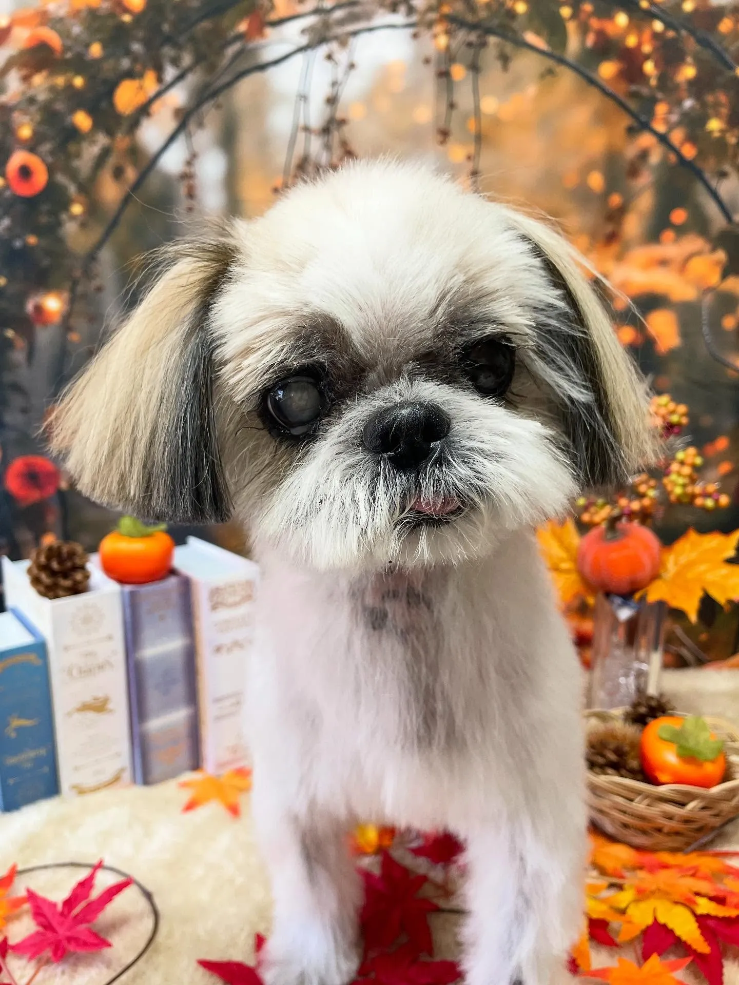 🍃今日のトリミング🍃シーズー🐶|名東区・千種区・守山区の動物...