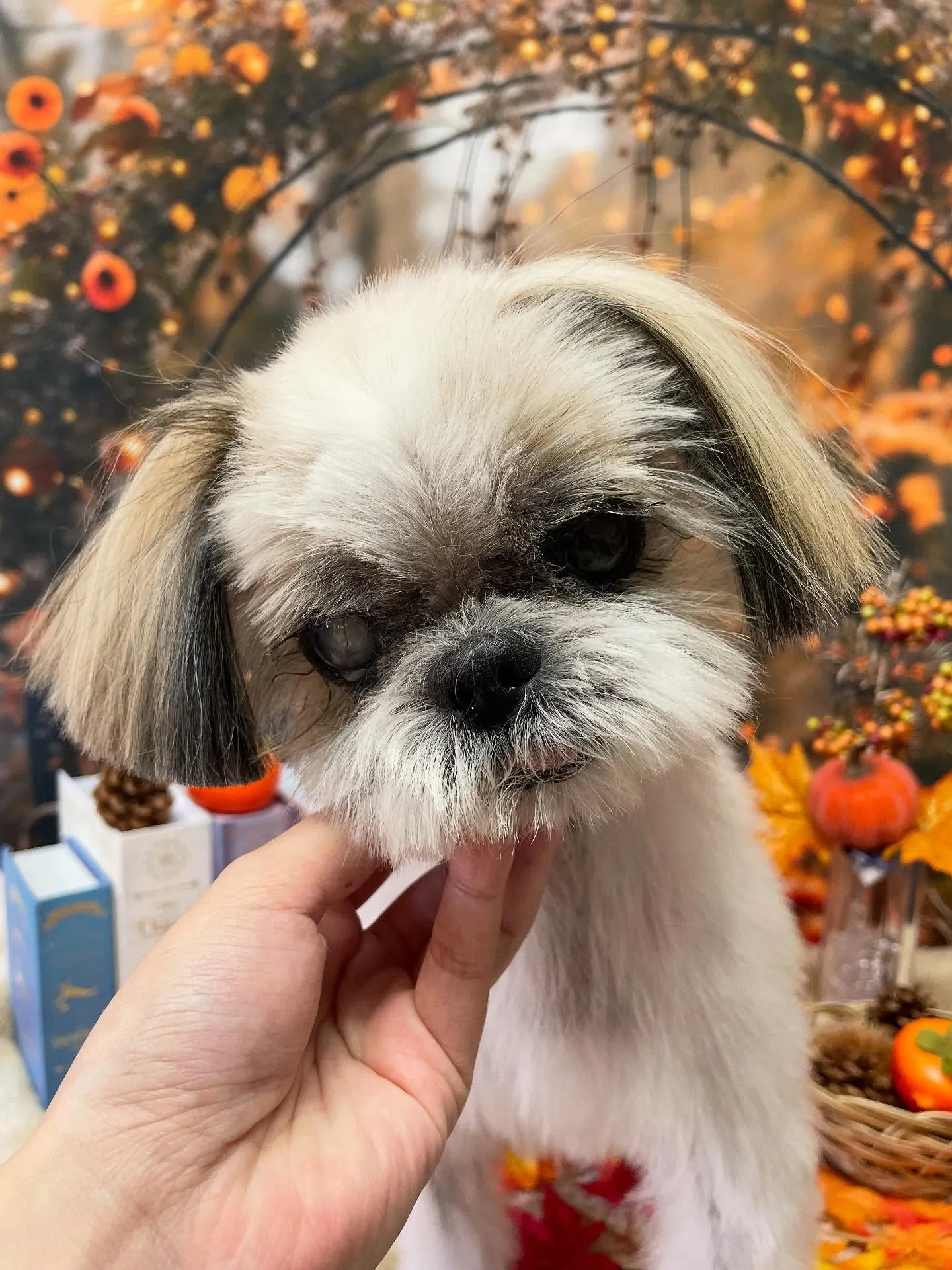 🍃今日のトリミング🍃シーズー🐶|名東区・千種区・守山区の動物...