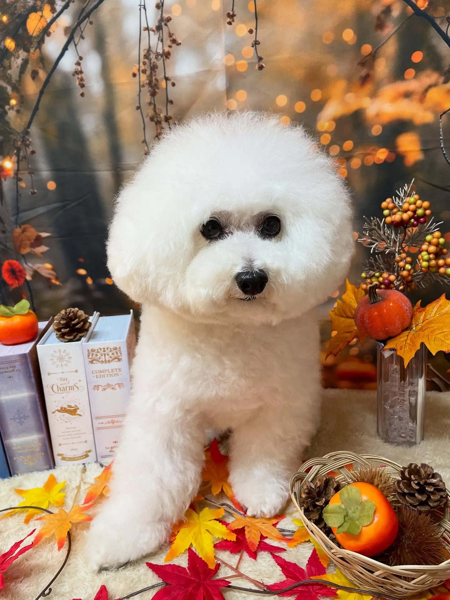 🍃今日のトリミング🍃プードル🐶｜名東区・千種区・守山区の動物...