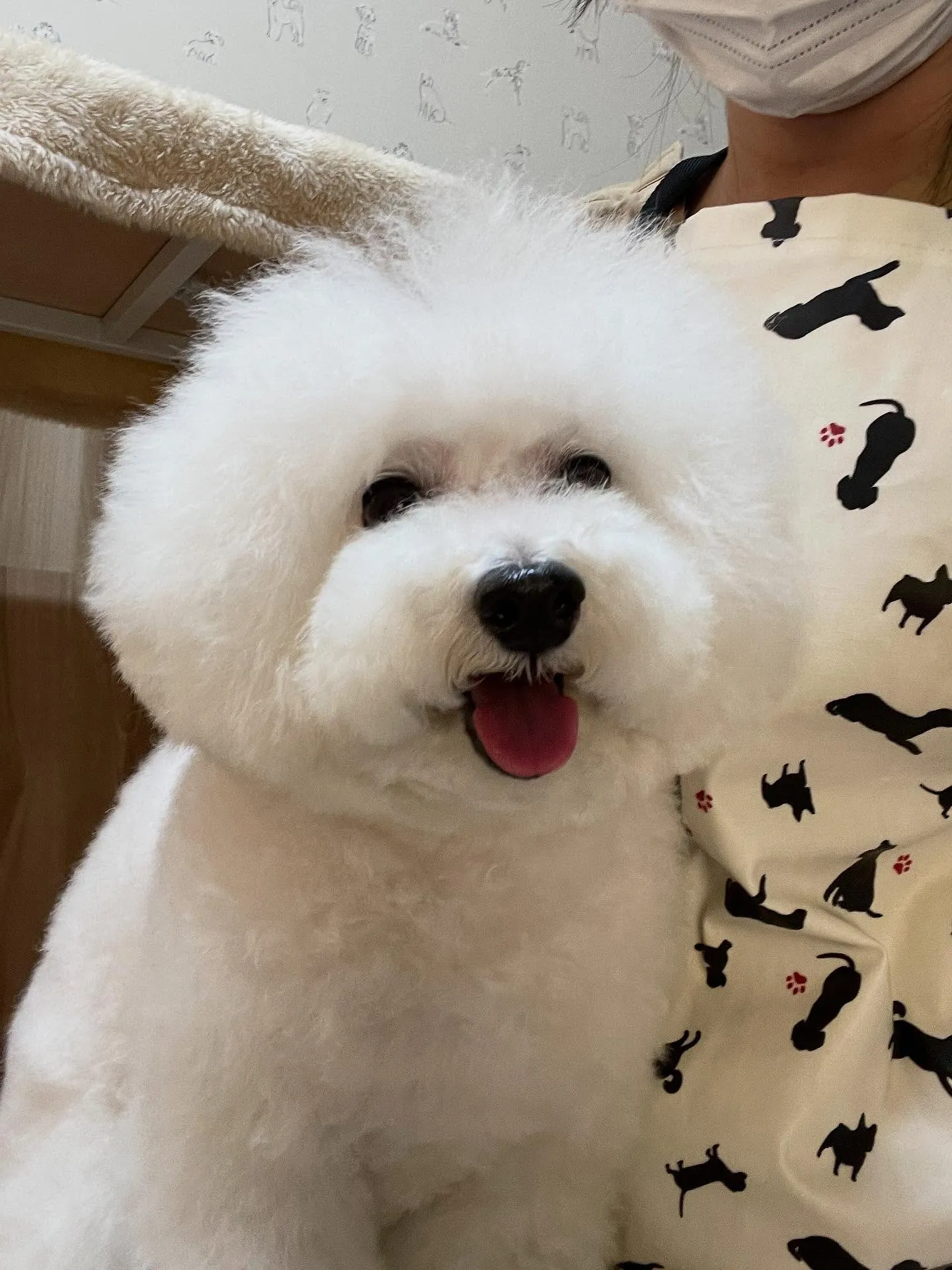 🍃今日のトリミング🍃プードル🐶｜名東区・千種区・守山区の動物...