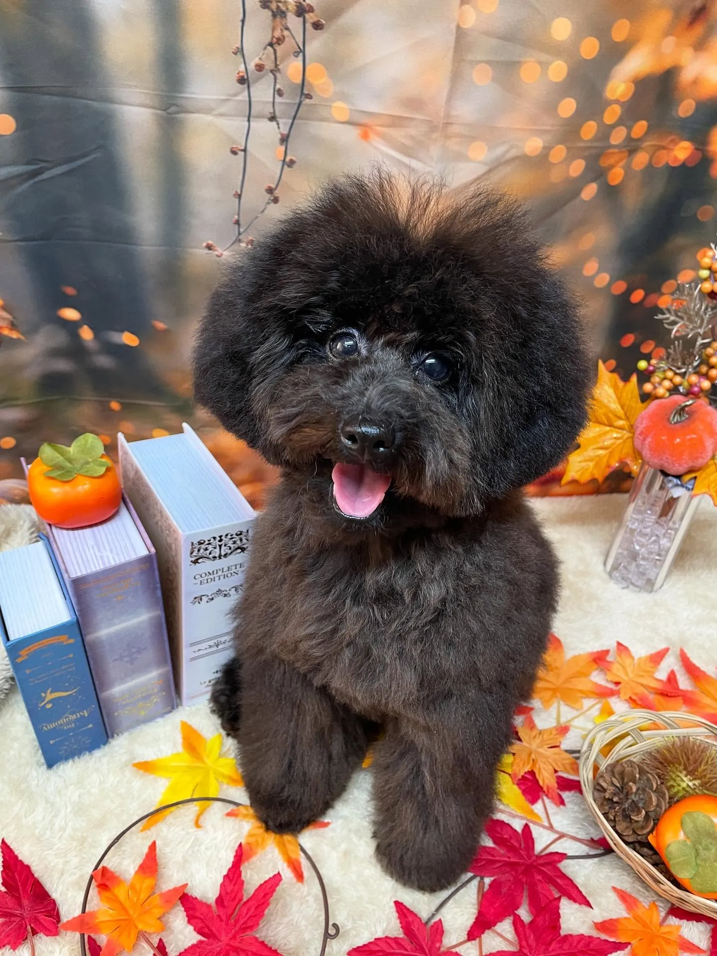 🍃今日のトリミング🍃プードル🐶｜名東区・千種区・守山区の動物...