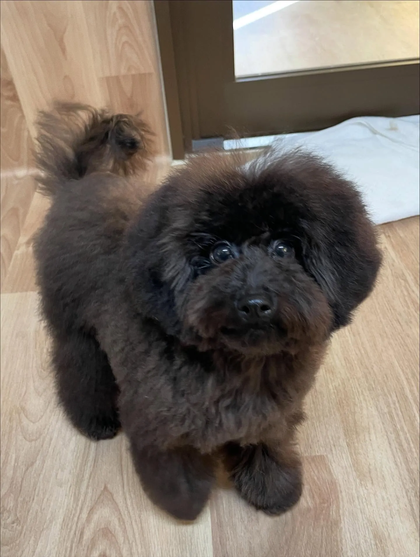 🍃今日のトリミング🍃プードル🐶｜名東区・千種区・守山区の動物...