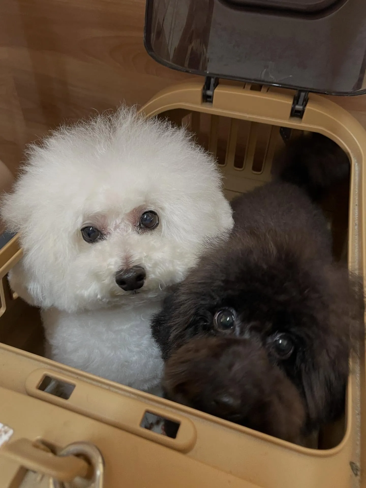 🍃今日のトリミング🍃プードル🐶｜名東区・千種区・守山区の動物...