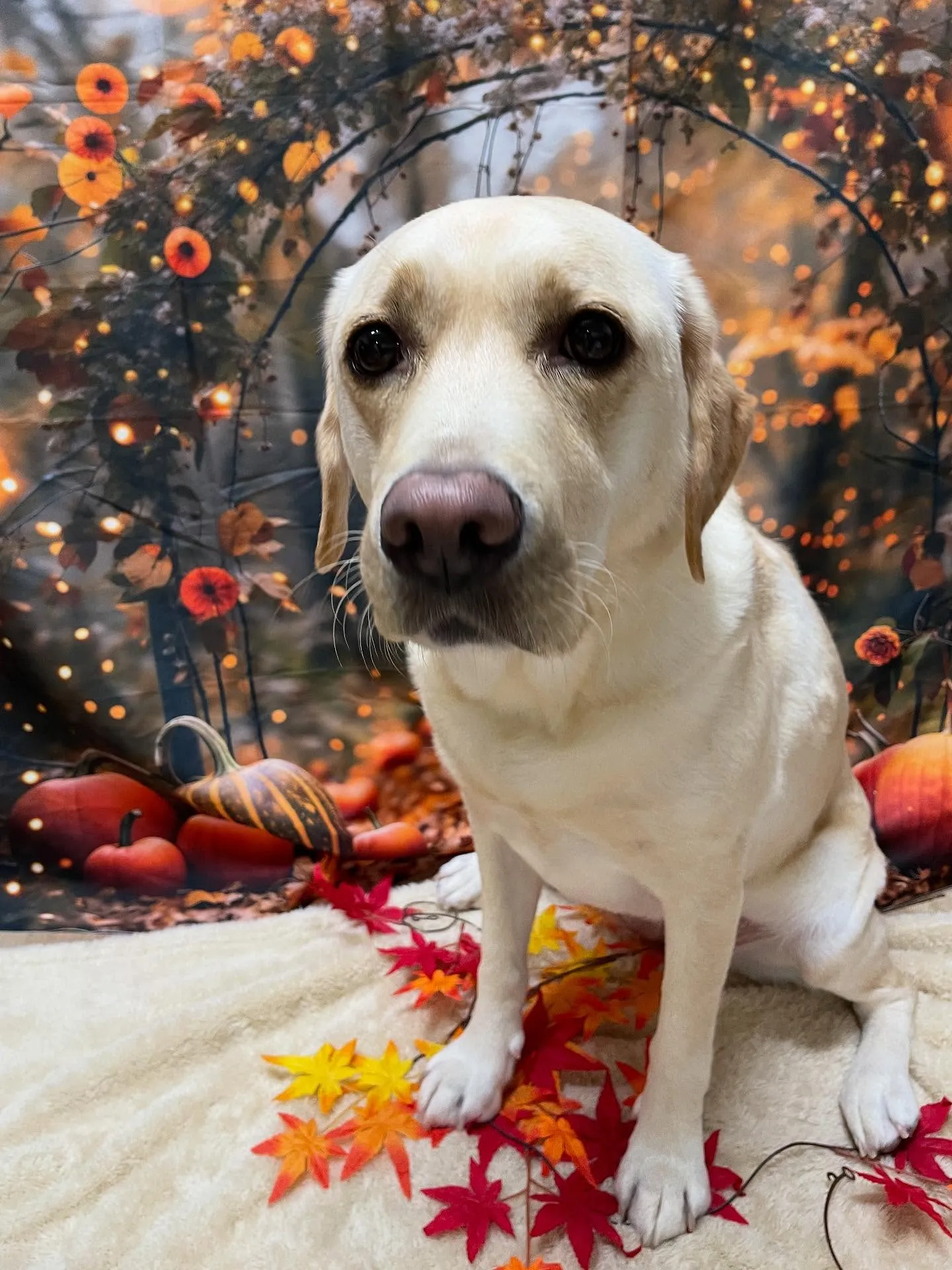 🍃今日のトリミング🍃ラブラドールレトリバー🐶｜名東区・千種区...