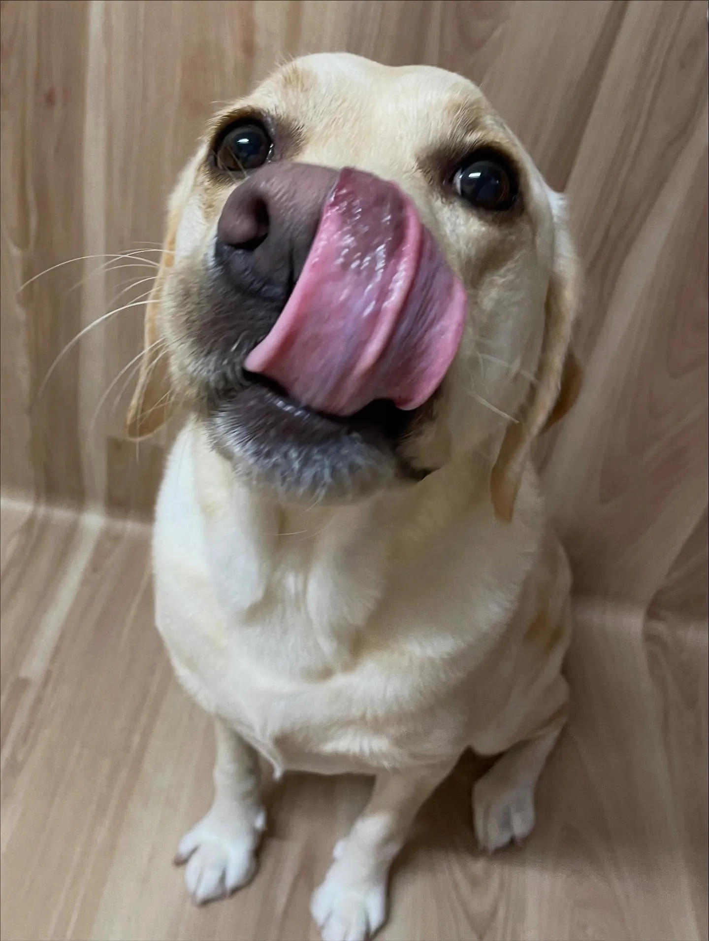 🍃今日のトリミング🍃ラブラドールレトリバー🐶｜名東区・千種区...