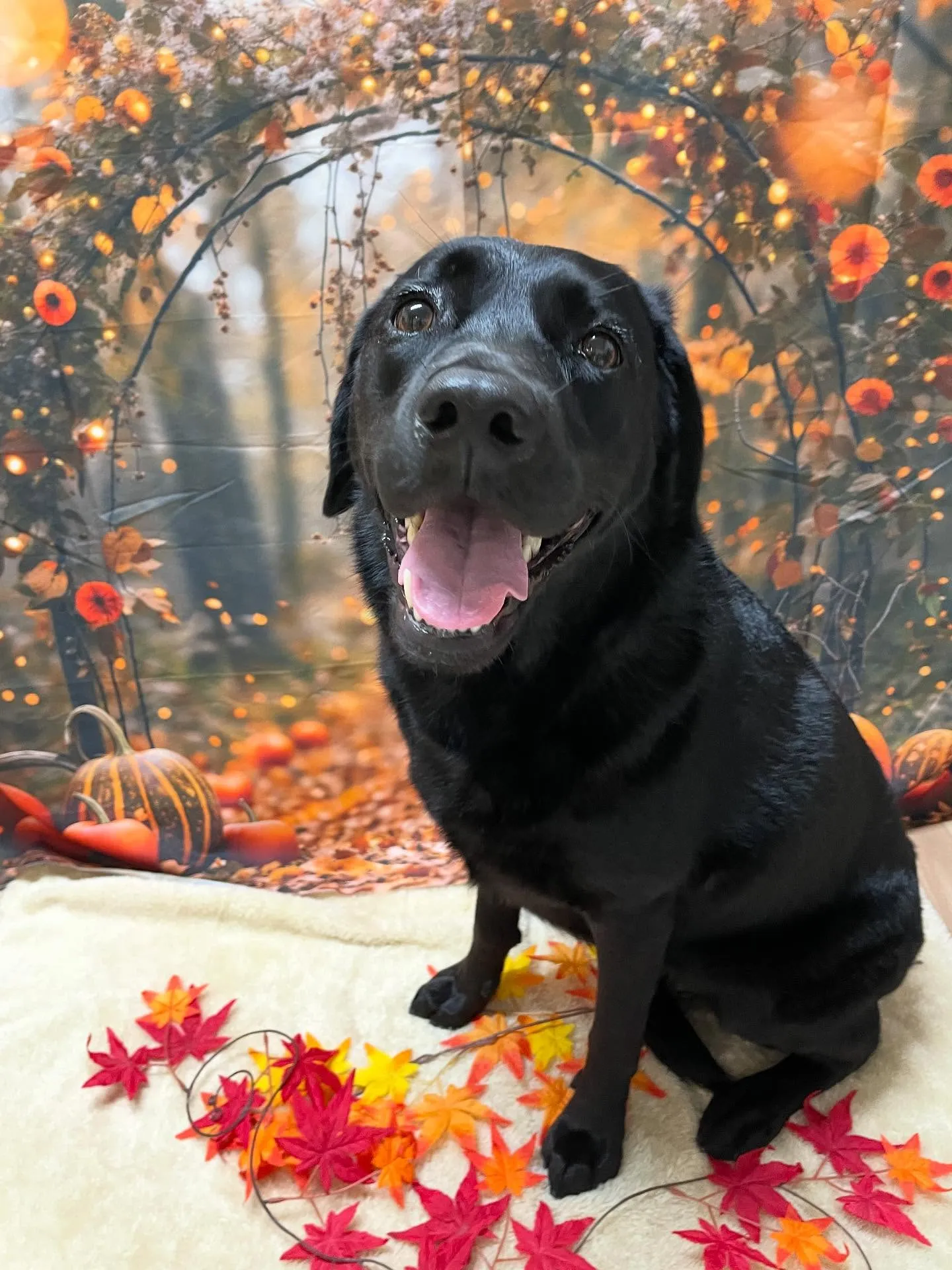 🍃今日のトリミング🍃ラブラドールレトリバー🐶｜名東区・千種区...