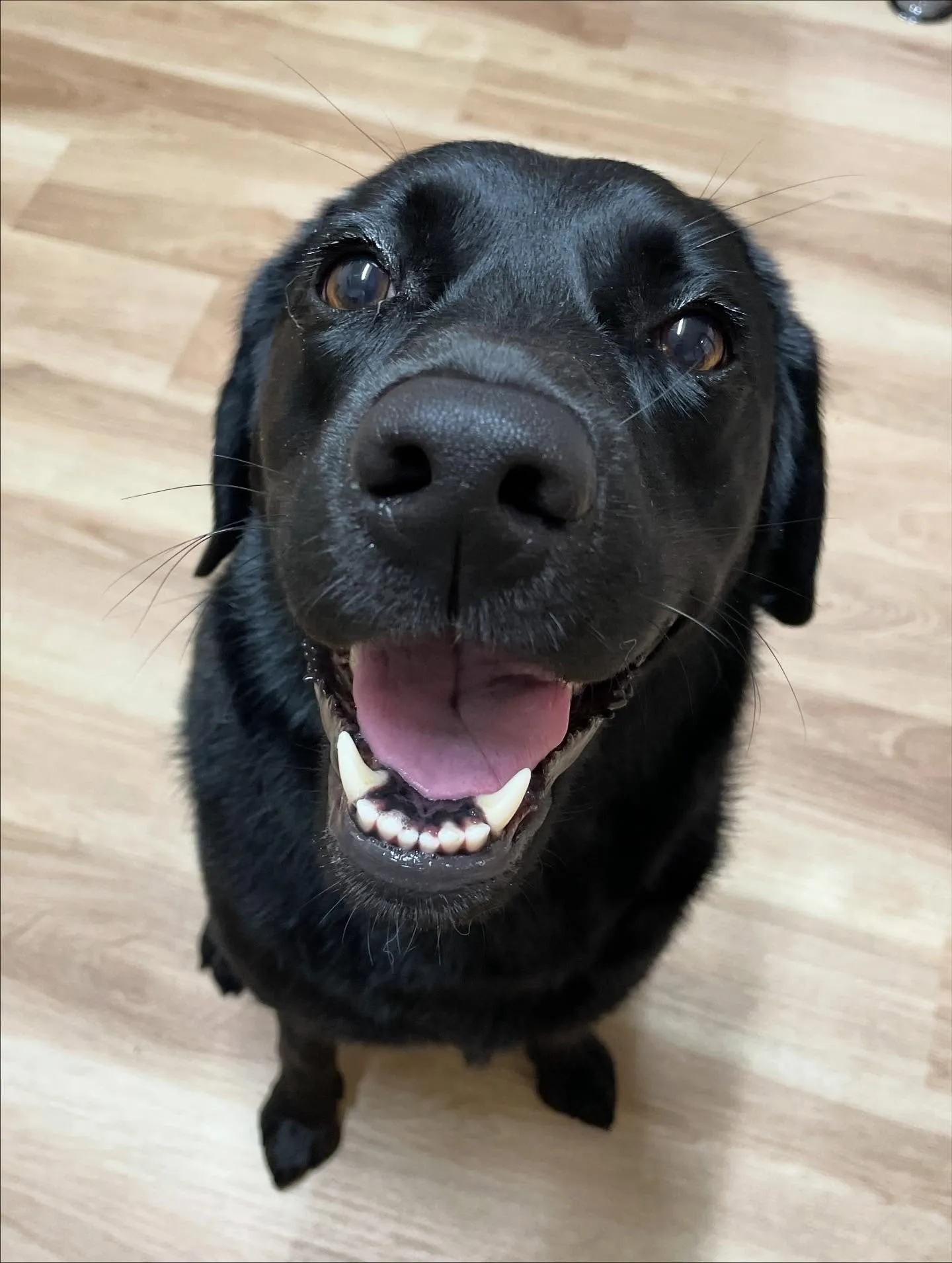 🍃今日のトリミング🍃ラブラドールレトリバー🐶｜名東区・千種区...