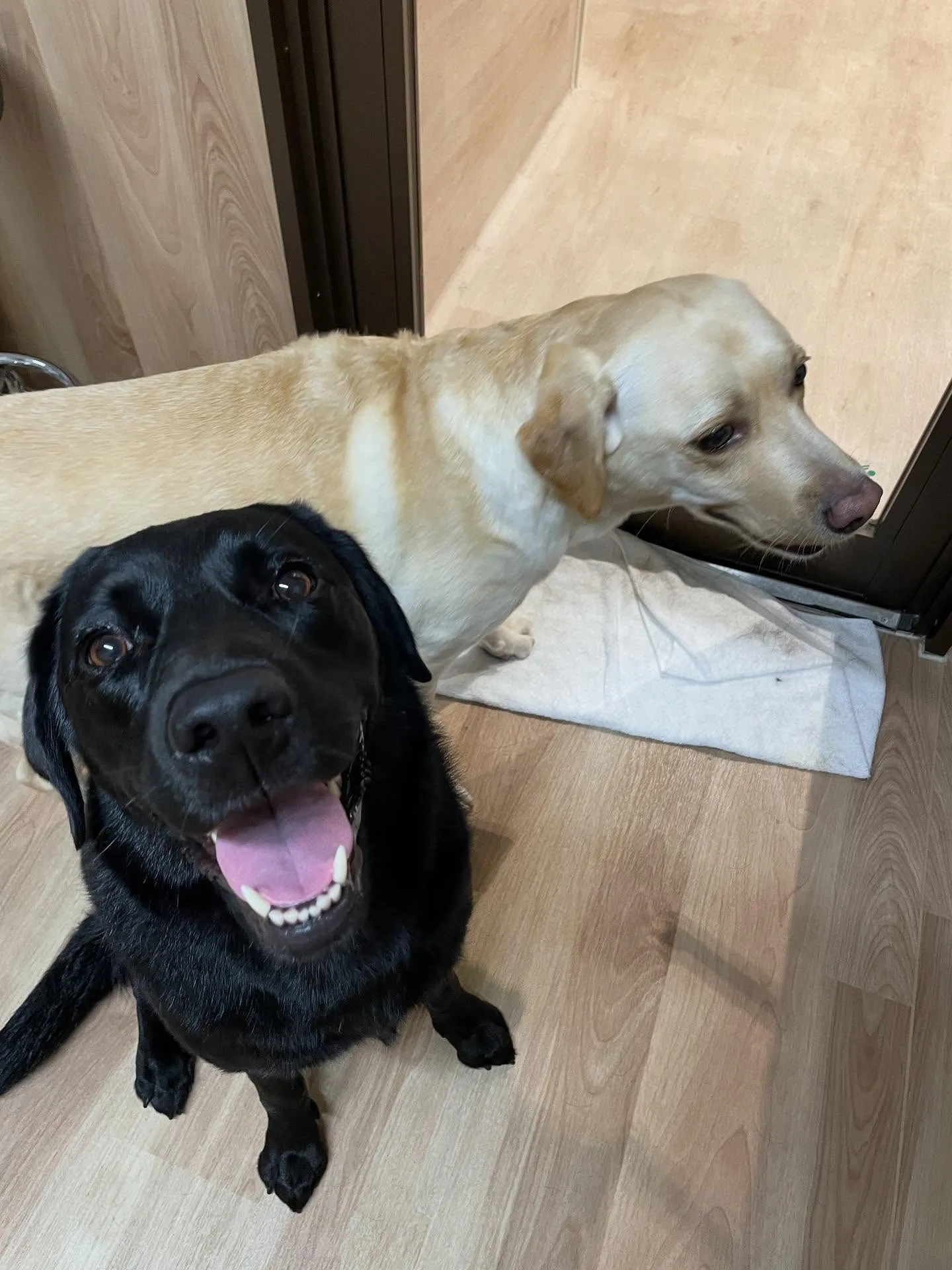 🍃今日のトリミング🍃ラブラドールレトリバー🐶｜名東区・千種区...