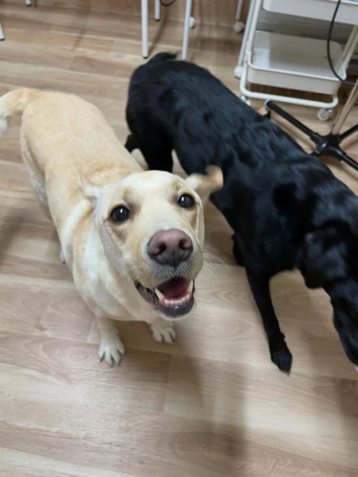 🍃今日のトリミング🍃ラブラドールレトリバー🐶｜名東区・千種区...