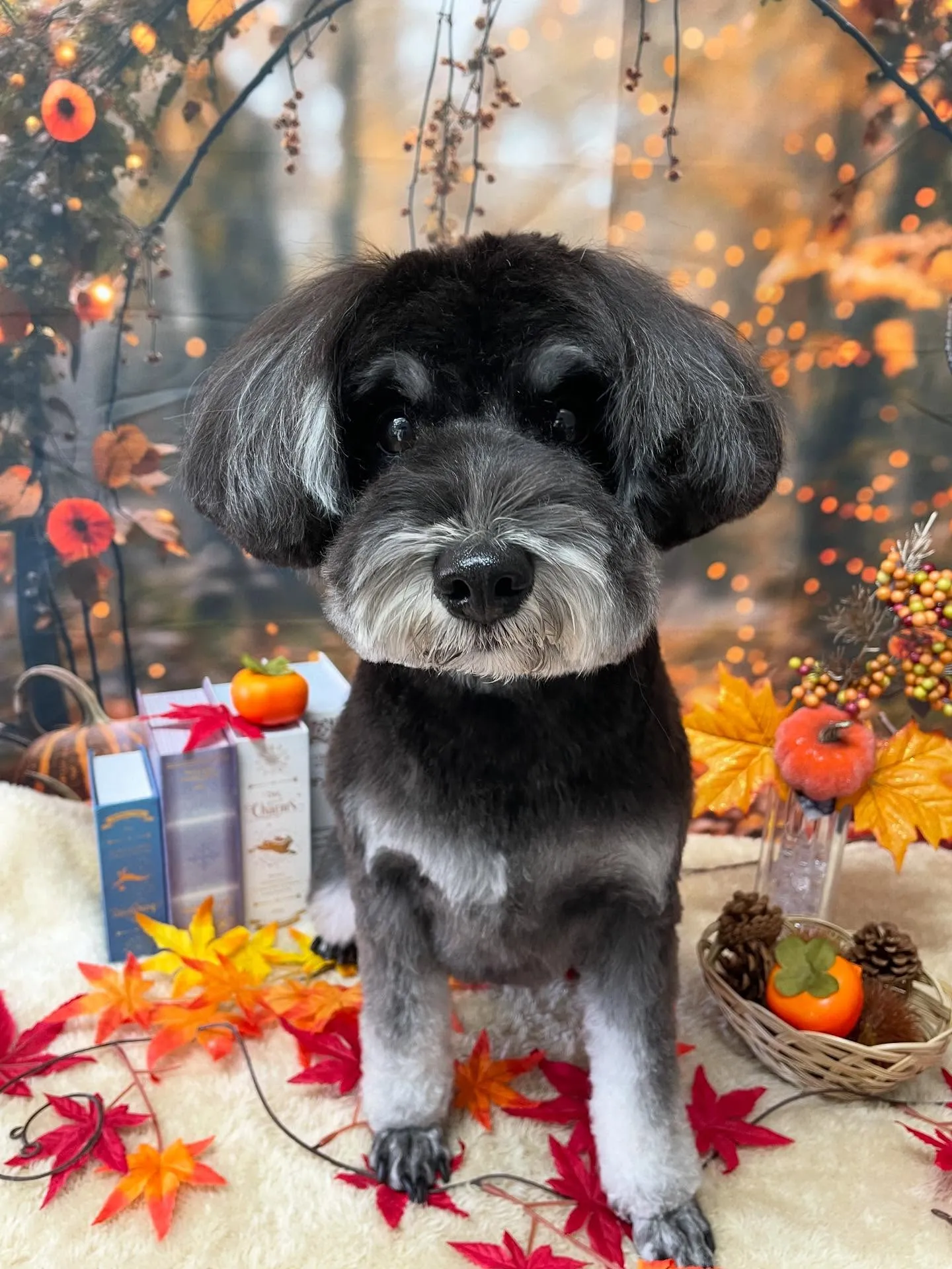 🍃今日のトリミング🍃シュナウザー🐶｜名東区・千種区・守山区の...