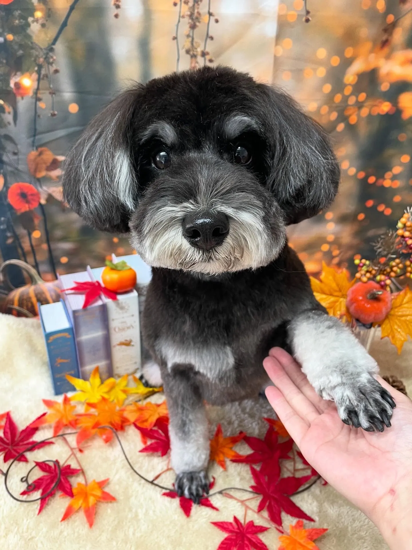 🍃今日のトリミング🍃シュナウザー🐶｜名東区・千種区・守山区の...