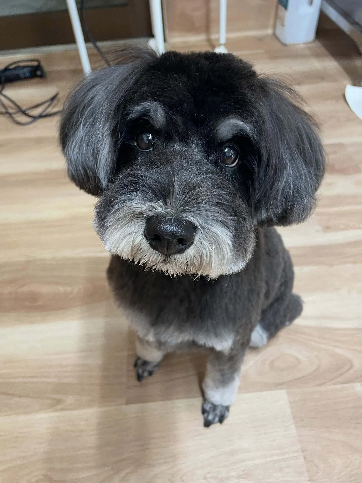 🍃今日のトリミング🍃シュナウザー🐶｜名東区・千種区・守山区の...