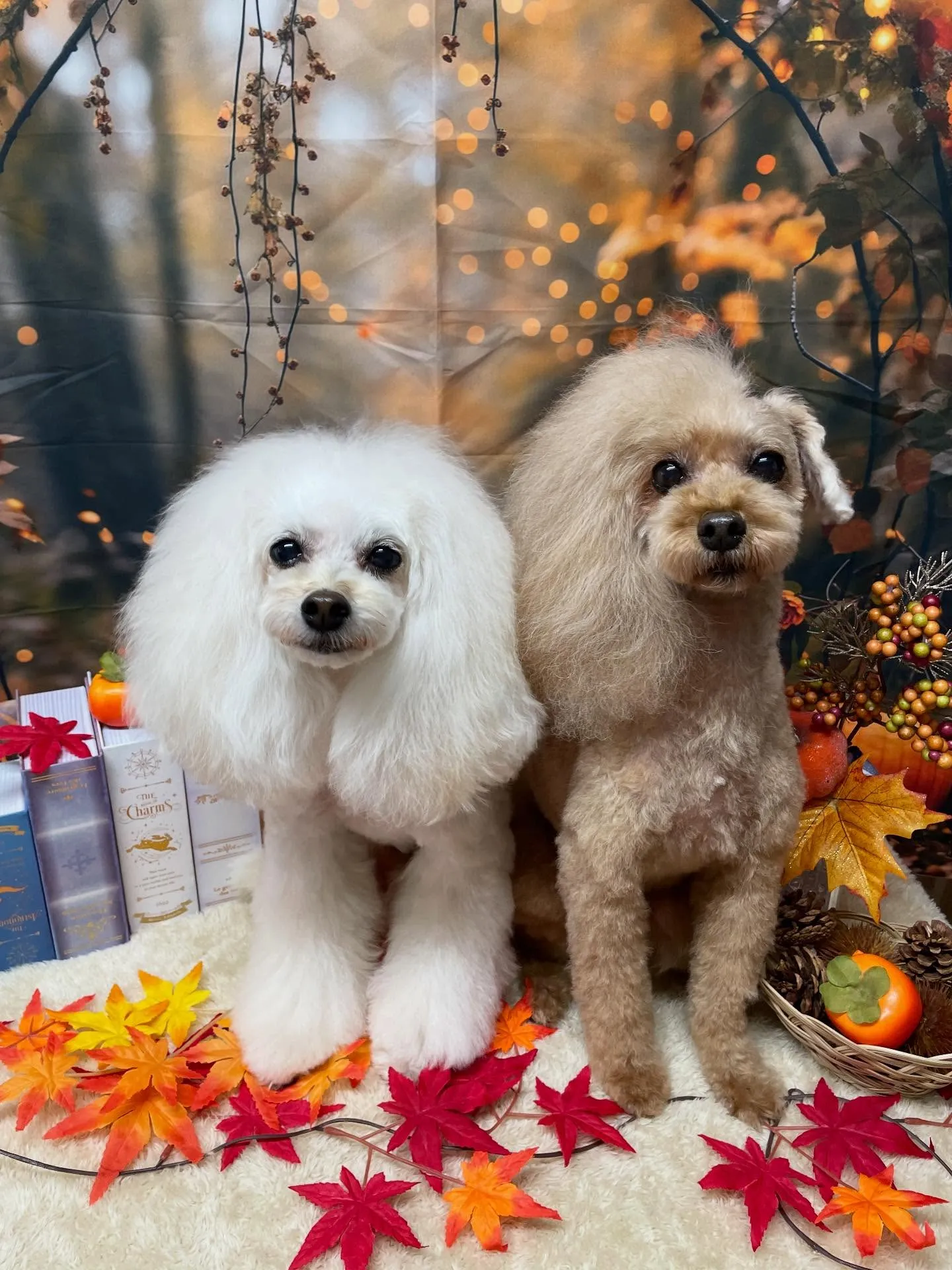 🍃今日のトリミング🍃プードル🐶｜名東区・千種区・守山区の動物...