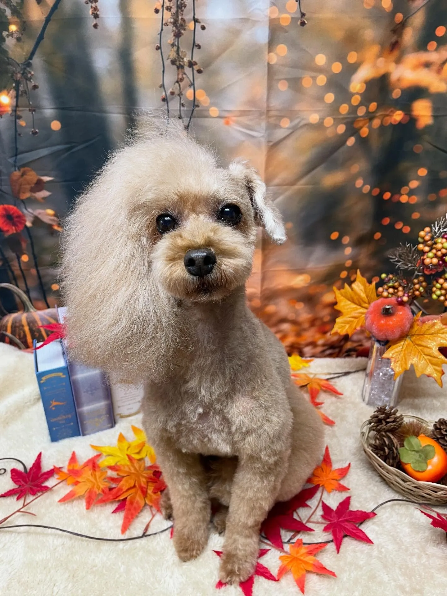 🍃今日のトリミング🍃プードル🐶｜名東区・千種区・守山区の動物...