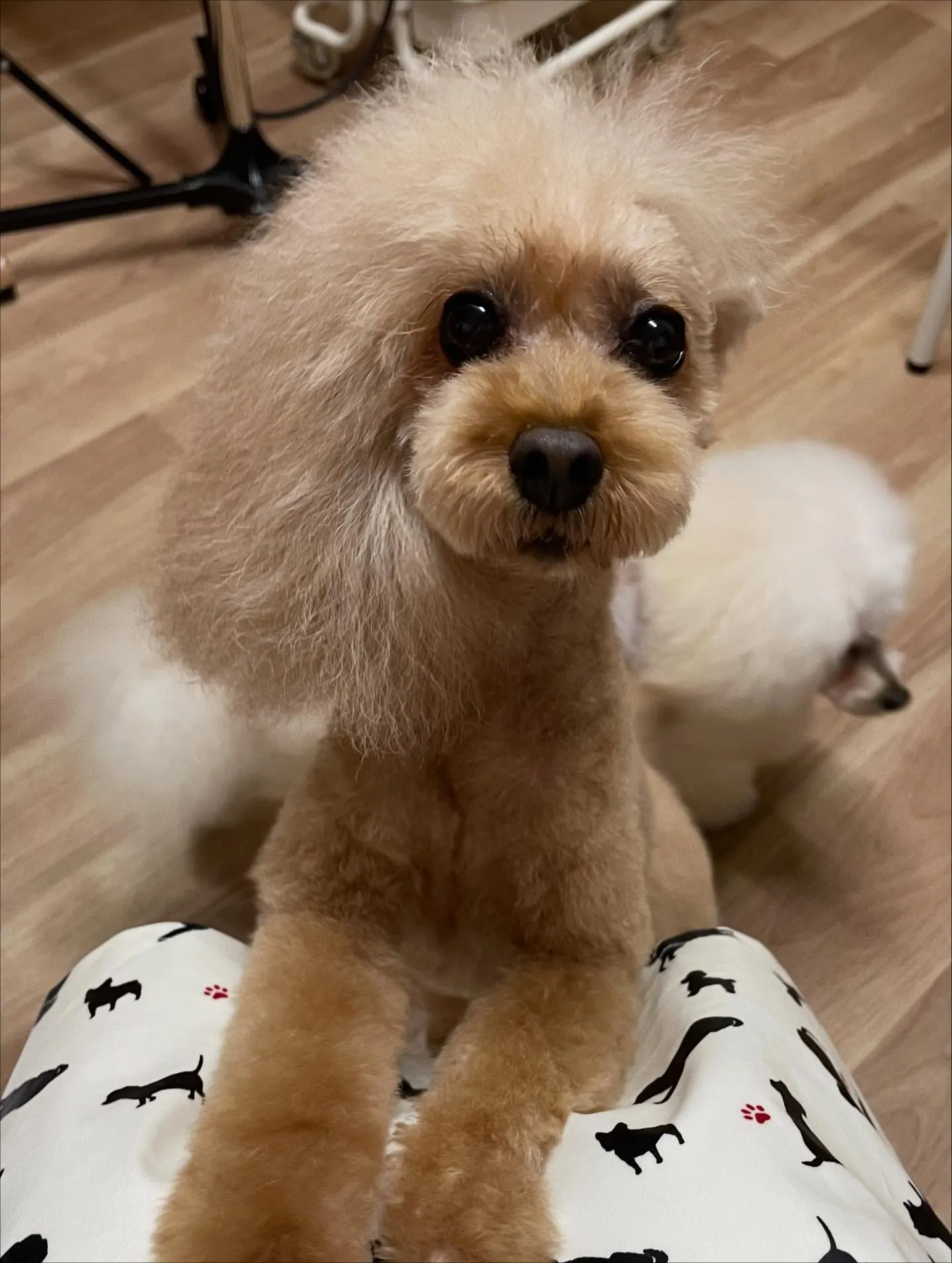 🍃今日のトリミング🍃プードル🐶｜名東区・千種区・守山区の動物...