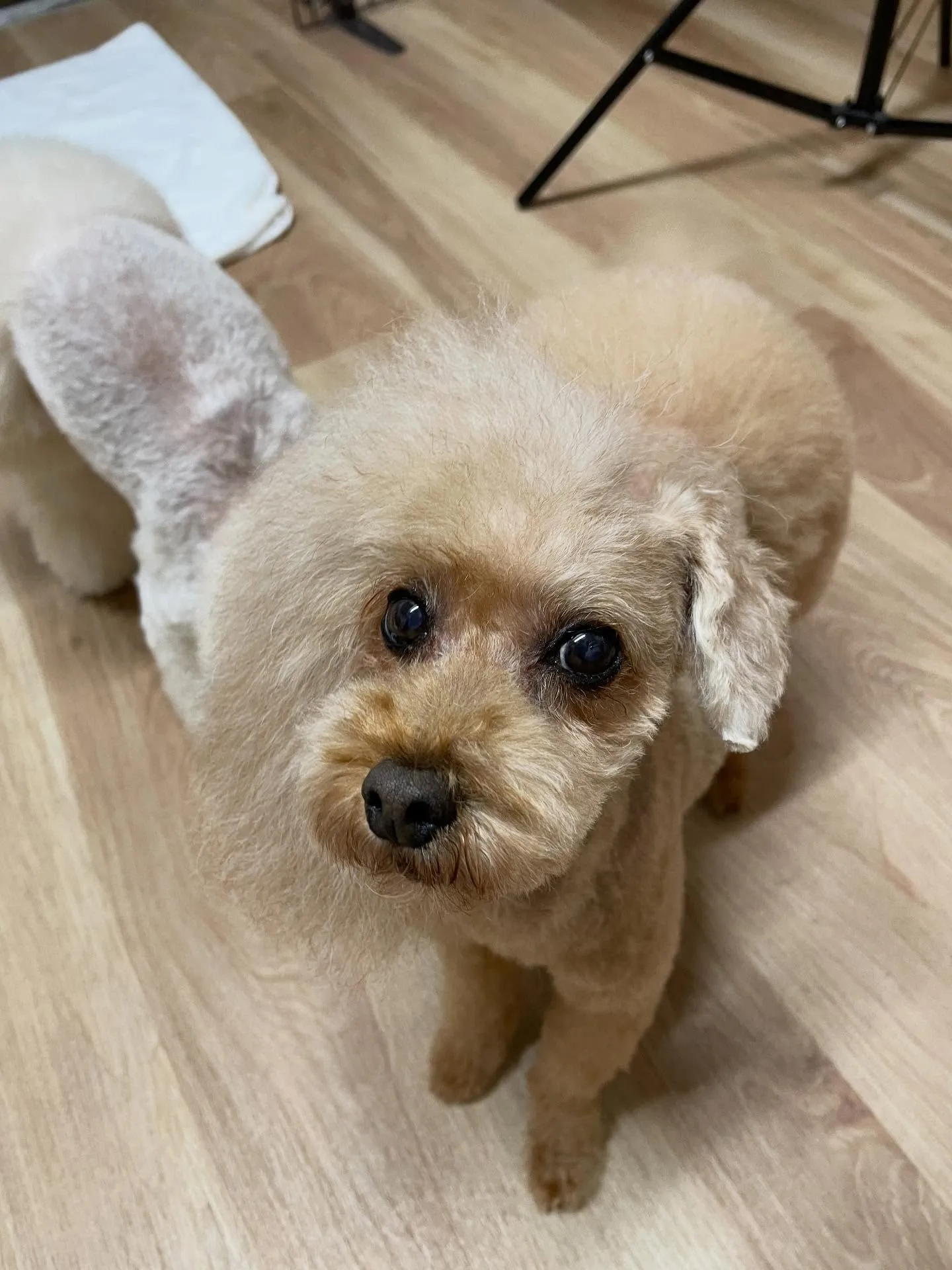 🍃今日のトリミング🍃プードル🐶｜名東区・千種区・守山区の動物...
