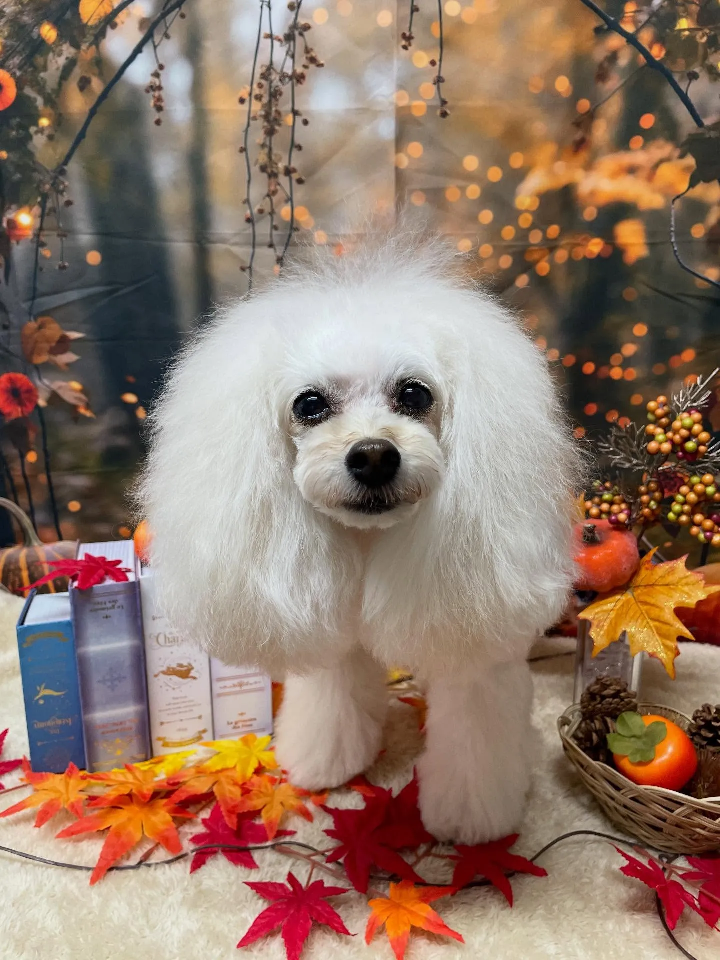 🍃今日のトリミング🍃プードル🐶｜名東区・千種区・守山区の動物...