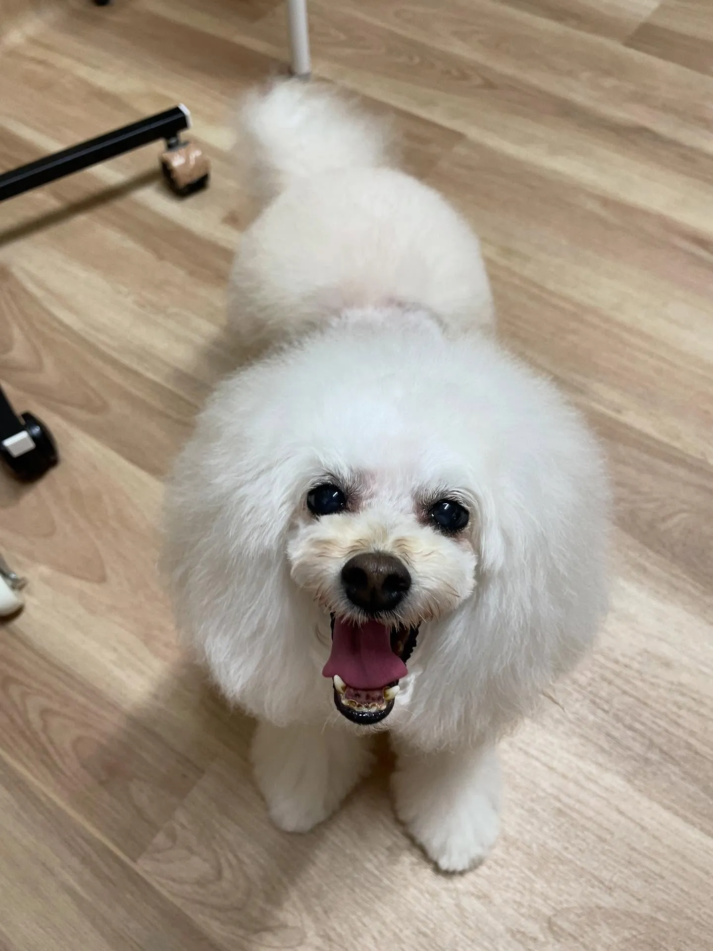 🍃今日のトリミング🍃プードル🐶｜名東区・千種区・守山区の動物...