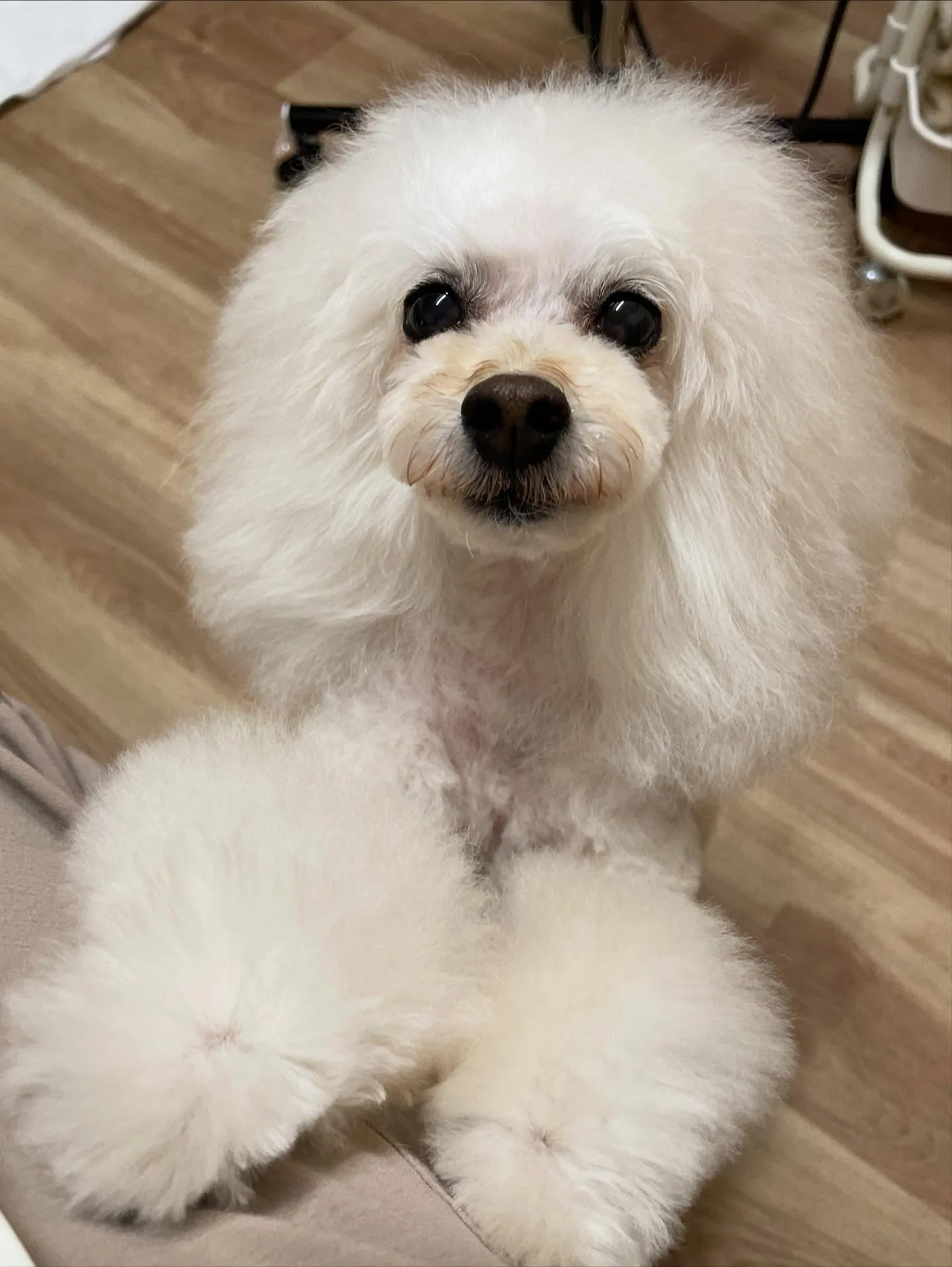 🍃今日のトリミング🍃プードル🐶｜名東区・千種区・守山区の動物...