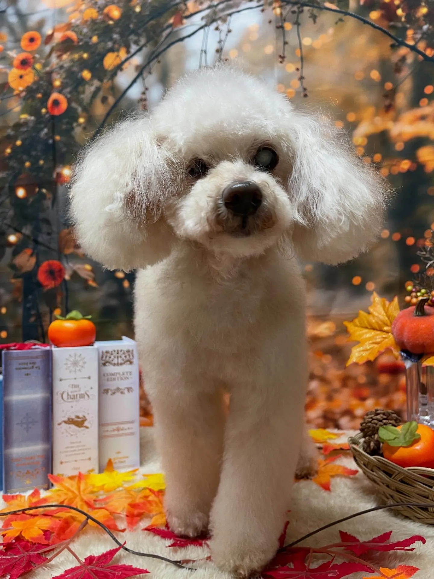 🍃今日のトリミング🍃プードル🐶｜名東区・千種区・守山区の動物...