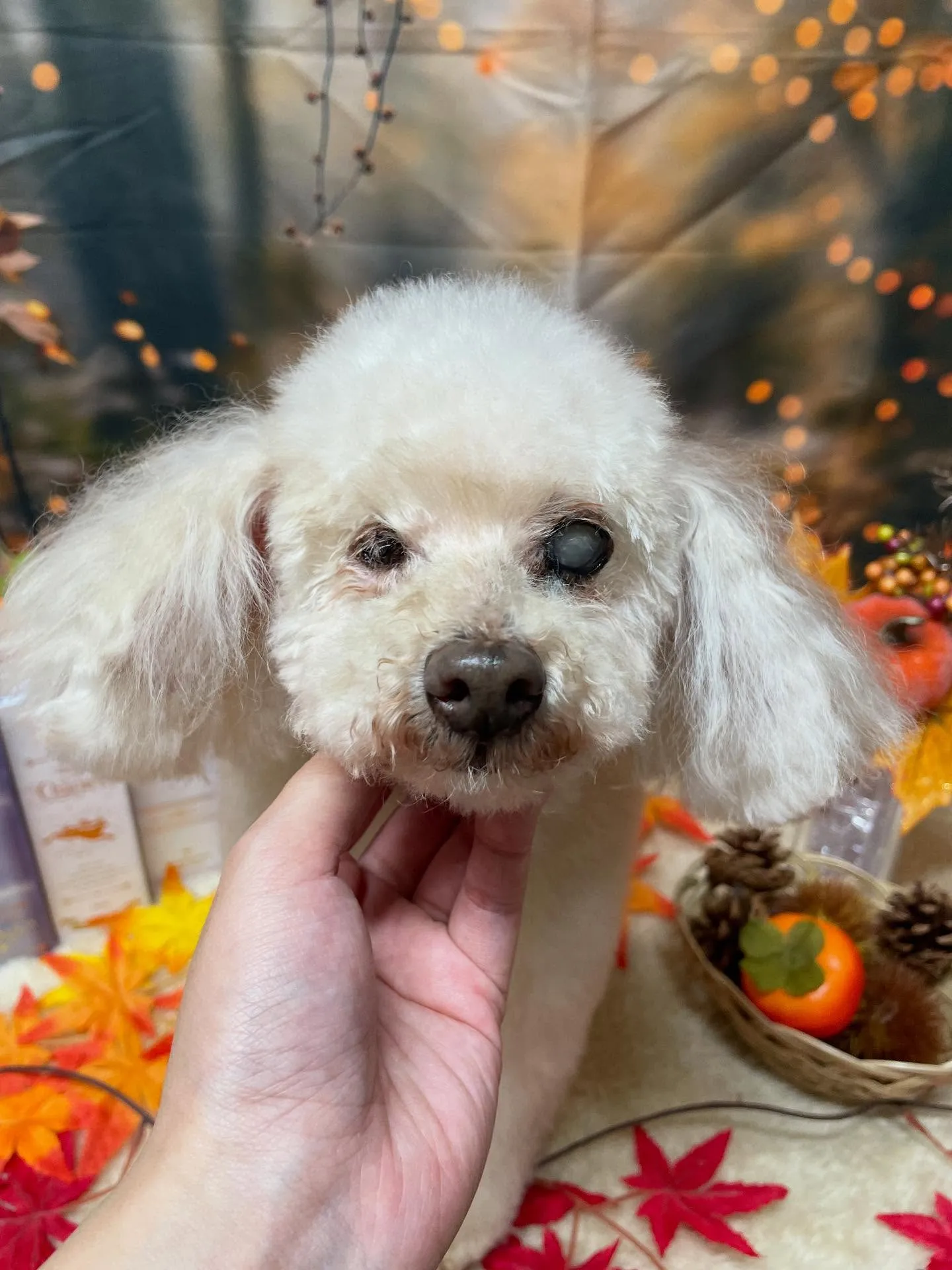 🍃今日のトリミング🍃プードル🐶｜名東区・千種区・守山区の動物...