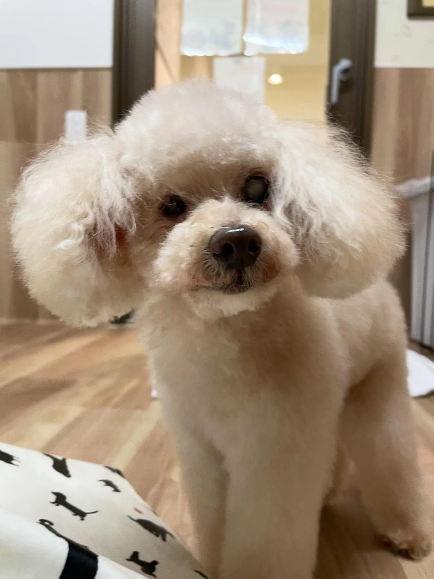 🍃今日のトリミング🍃プードル🐶｜名東区・千種区・守山区の動物...