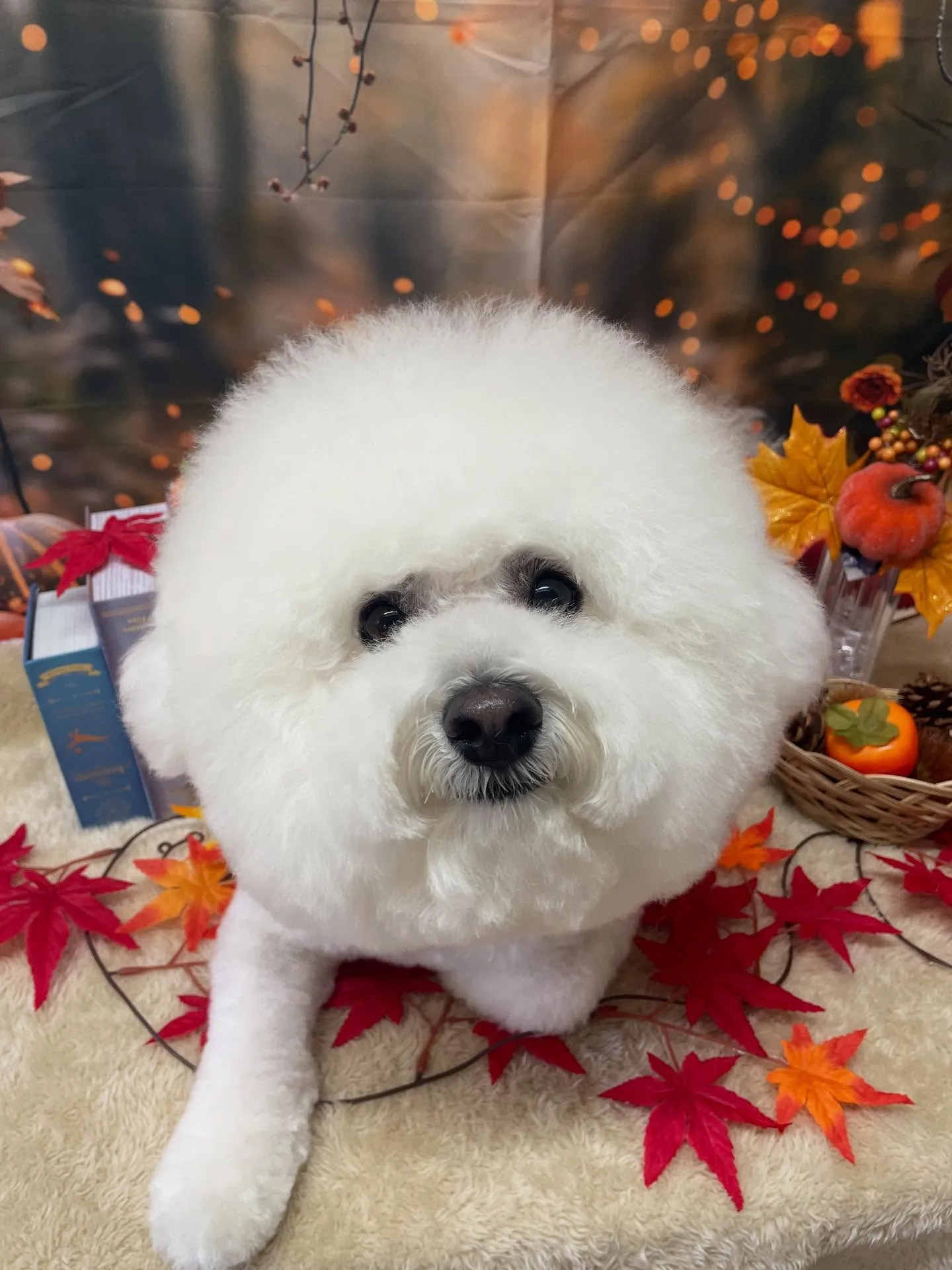 🍃今日のトリミング🍃ビションフリーゼ🐶｜名東区・千種区・守山...