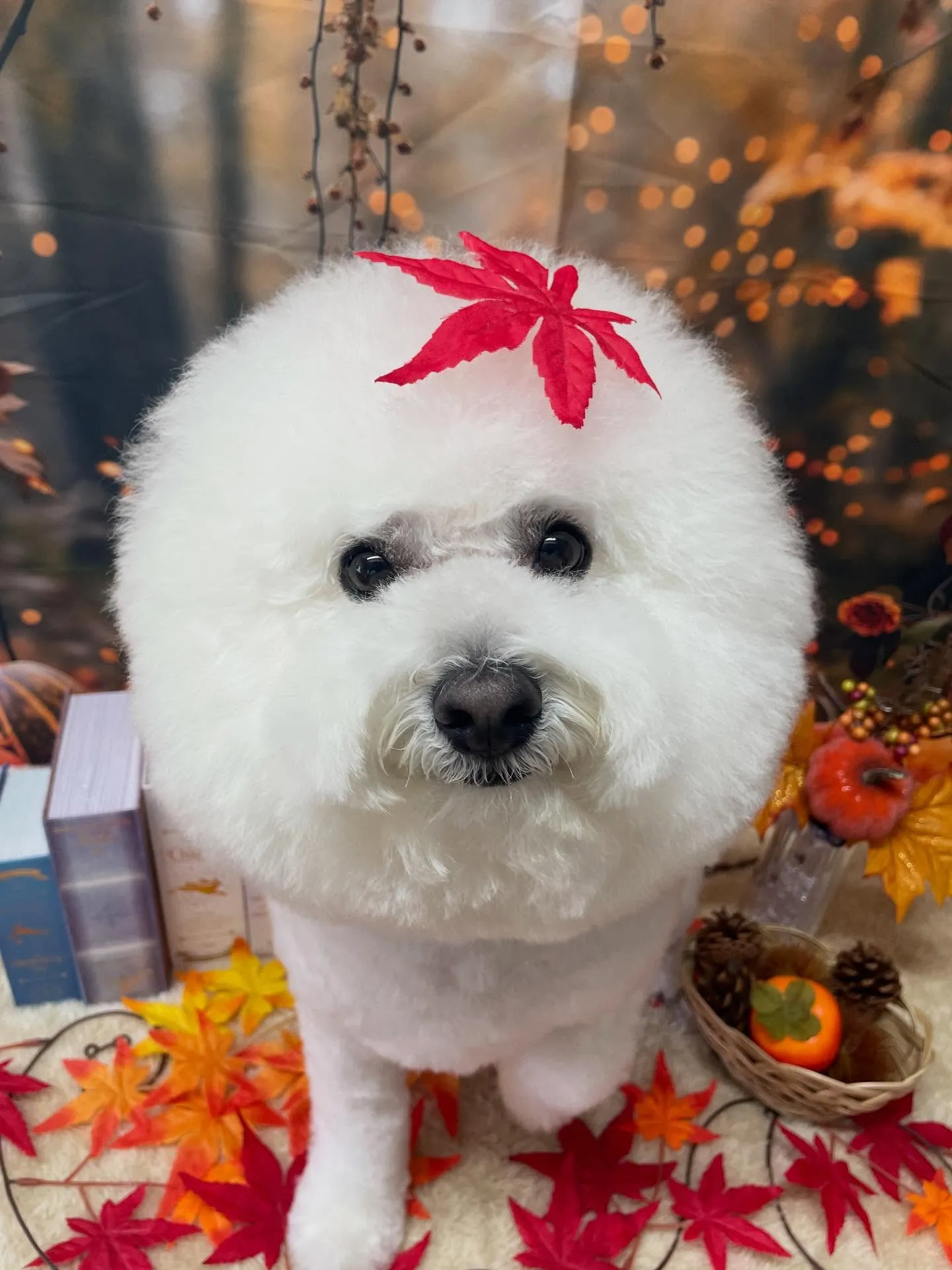 🍃今日のトリミング🍃ビションフリーゼ🐶｜名東区・千種区・守山...