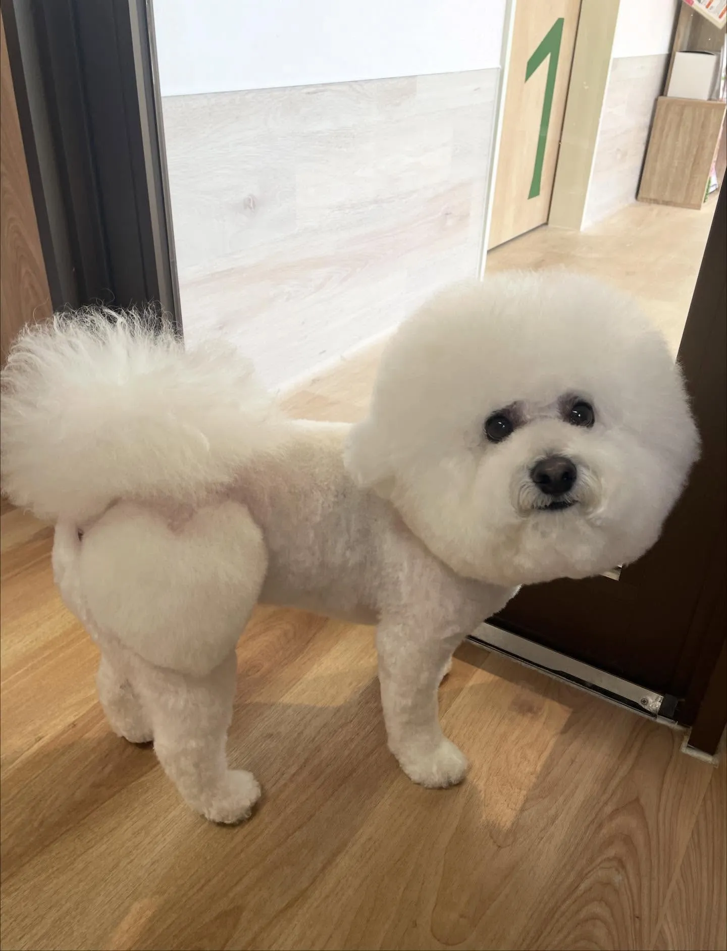 🍃今日のトリミング🍃ビションフリーゼ🐶｜名東区・千種区・守山...