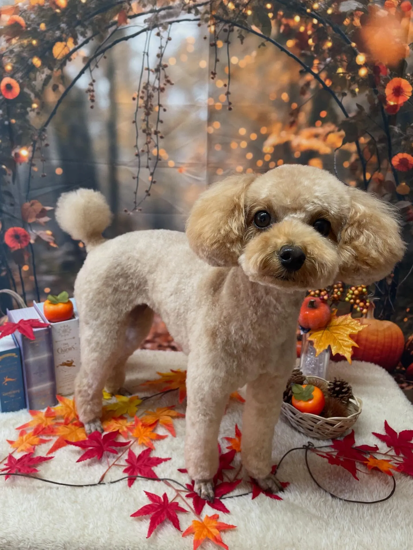 🍃今日のトリミング🍃プードル🐶｜名東区・千種区・守山区の動物...