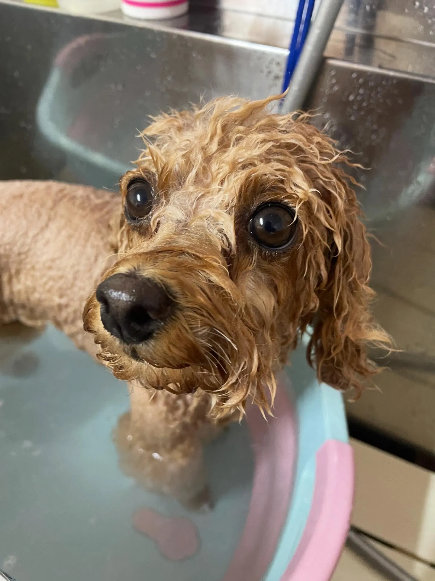 🍃今日のトリミング🍃プードル🐶｜名東区・千種区・守山区の動物...
