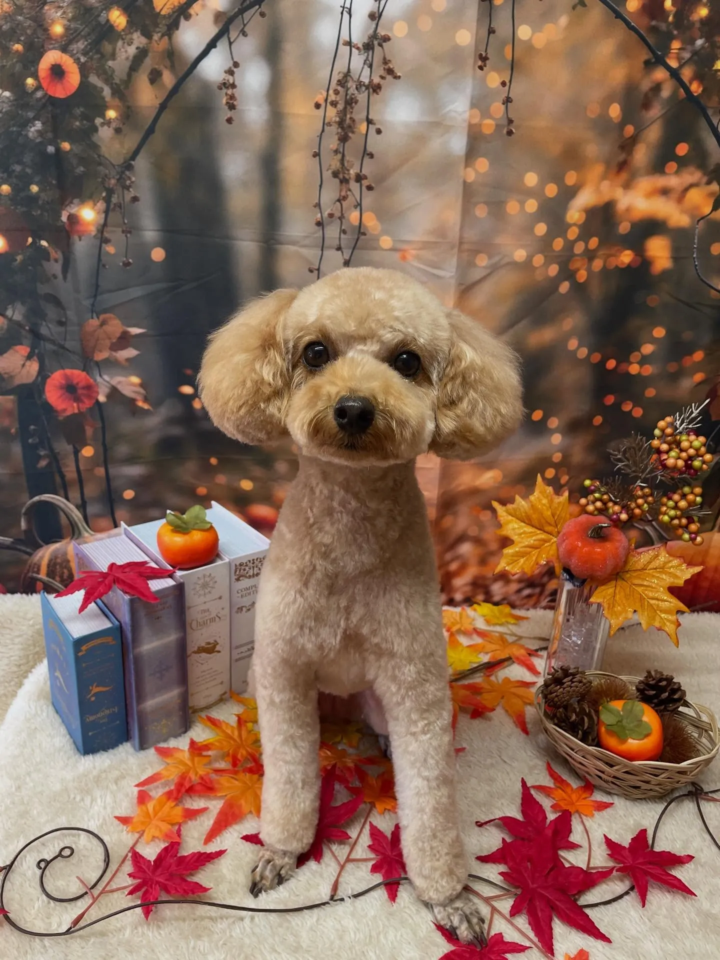 🍃今日のトリミング🍃プードル🐶｜名東区・千種区・守山区の動物...