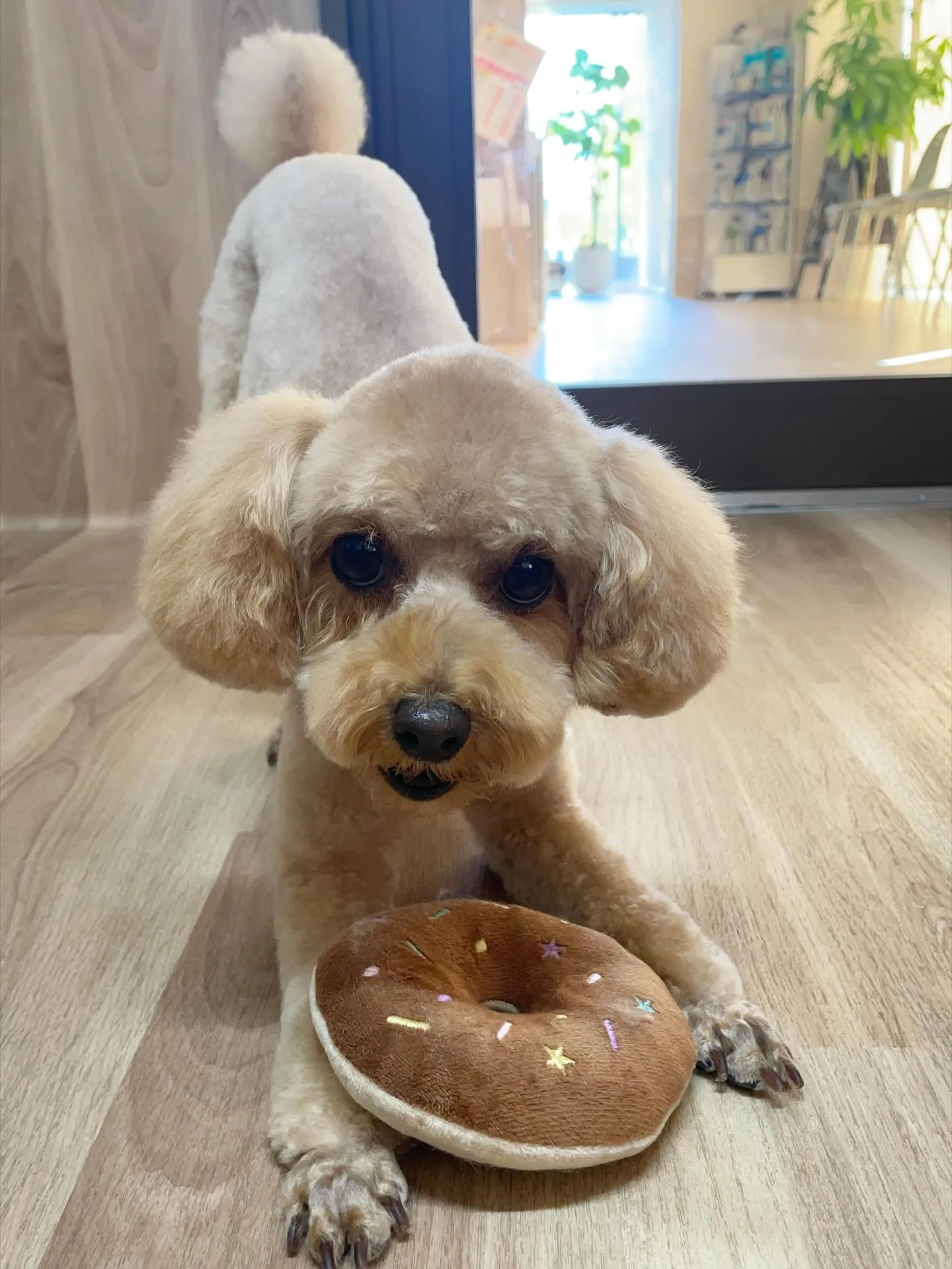 🍃今日のトリミング🍃プードル🐶｜名東区・千種区・守山区の動物...